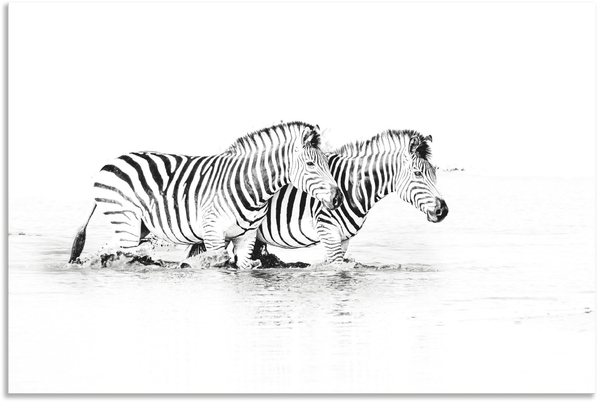 Bilder Wandbild parallel im Poster Alubild, oder versch. Zebra als Wandaufkleber (1 Leinwandbild, Zebras in Wasser, St), Größen Artland