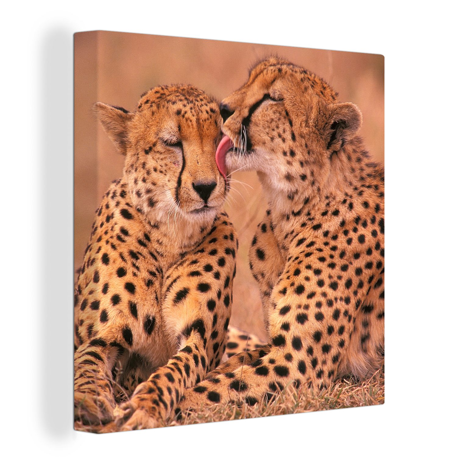 OneMillionCanvasses® Leinwandbild Baby-Geparden, (1 St), Leinwand Bilder für Wohnzimmer Schlafzimmer | Leinwandbilder