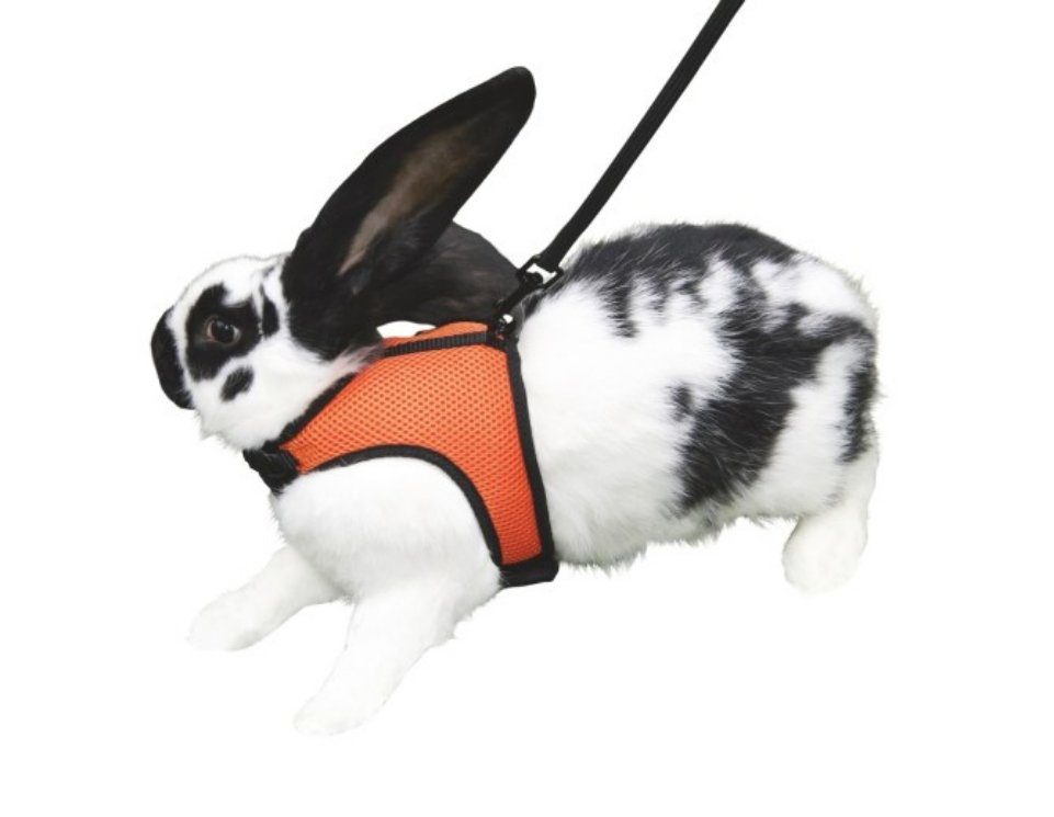Geschirr Nagergeschirr Sport 22 cm - 26 cm 82749