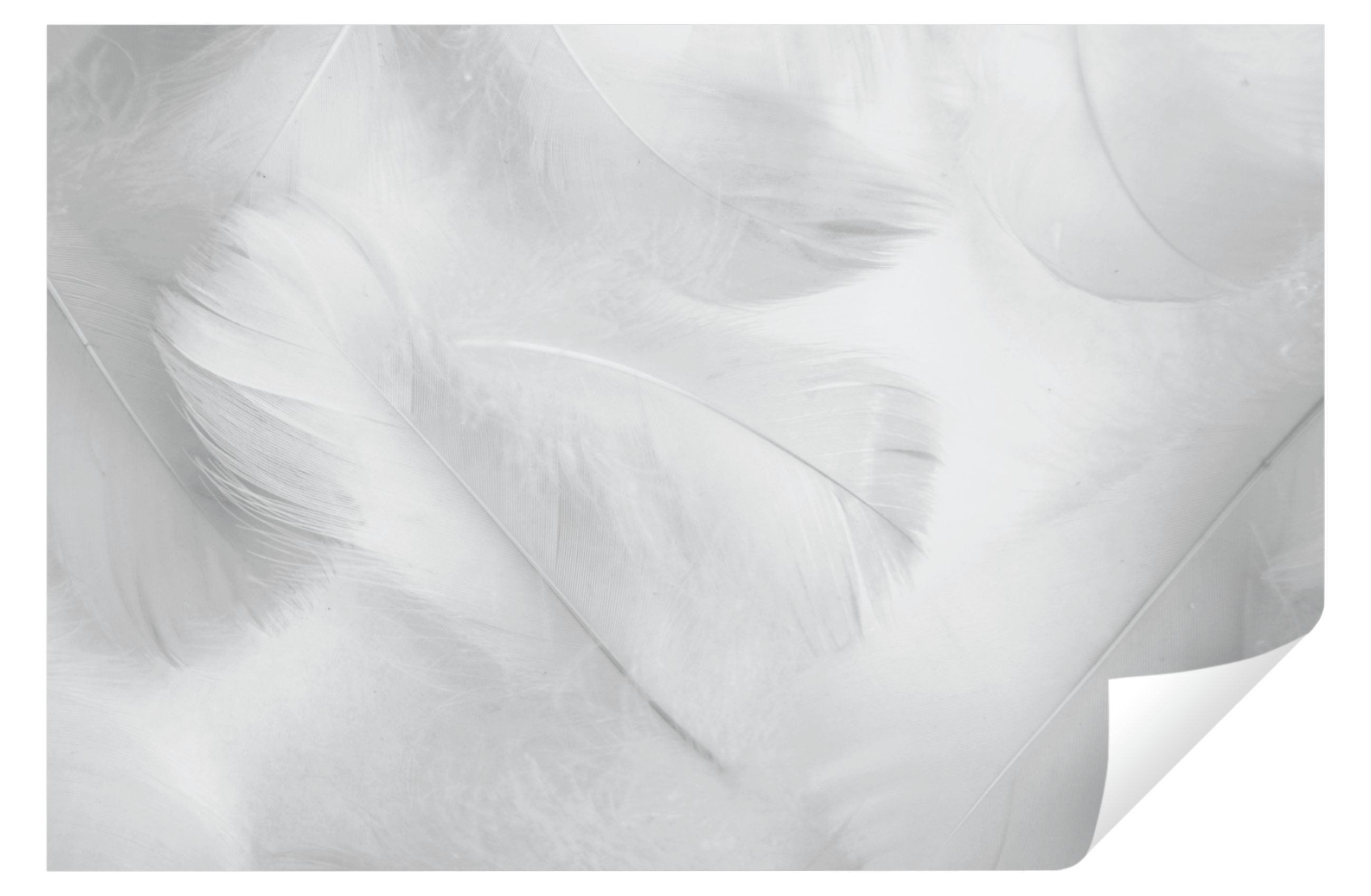 Wallarena Fototapete Federn Modern 3D Effekt günstig online kaufen