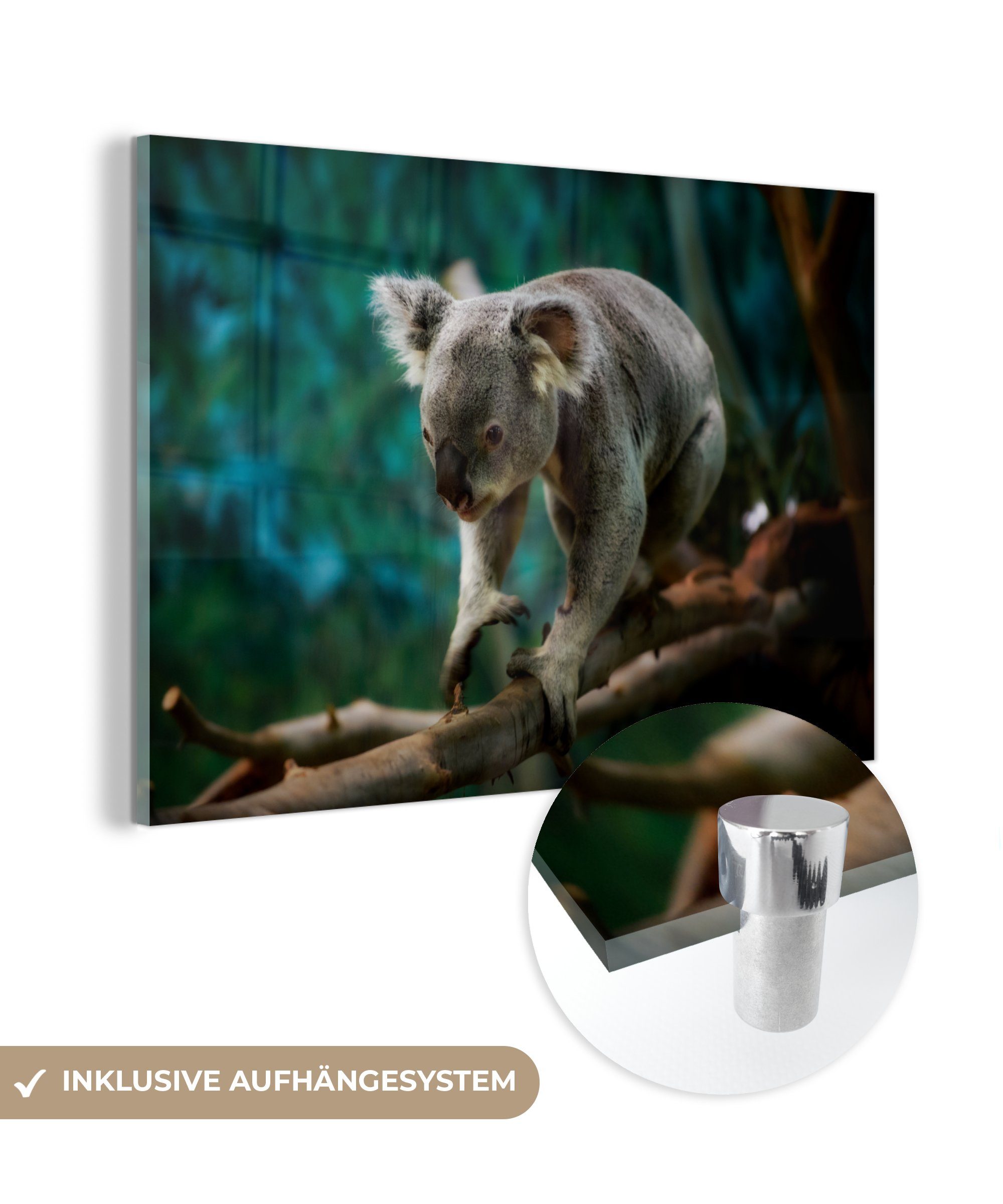 MuchoWow Acrylglasbild Koala - Baum - Äste - Kinder - Junge - Mädchen, (1 St), Acrylglasbilder Wohnzimmer & Schlafzimmer