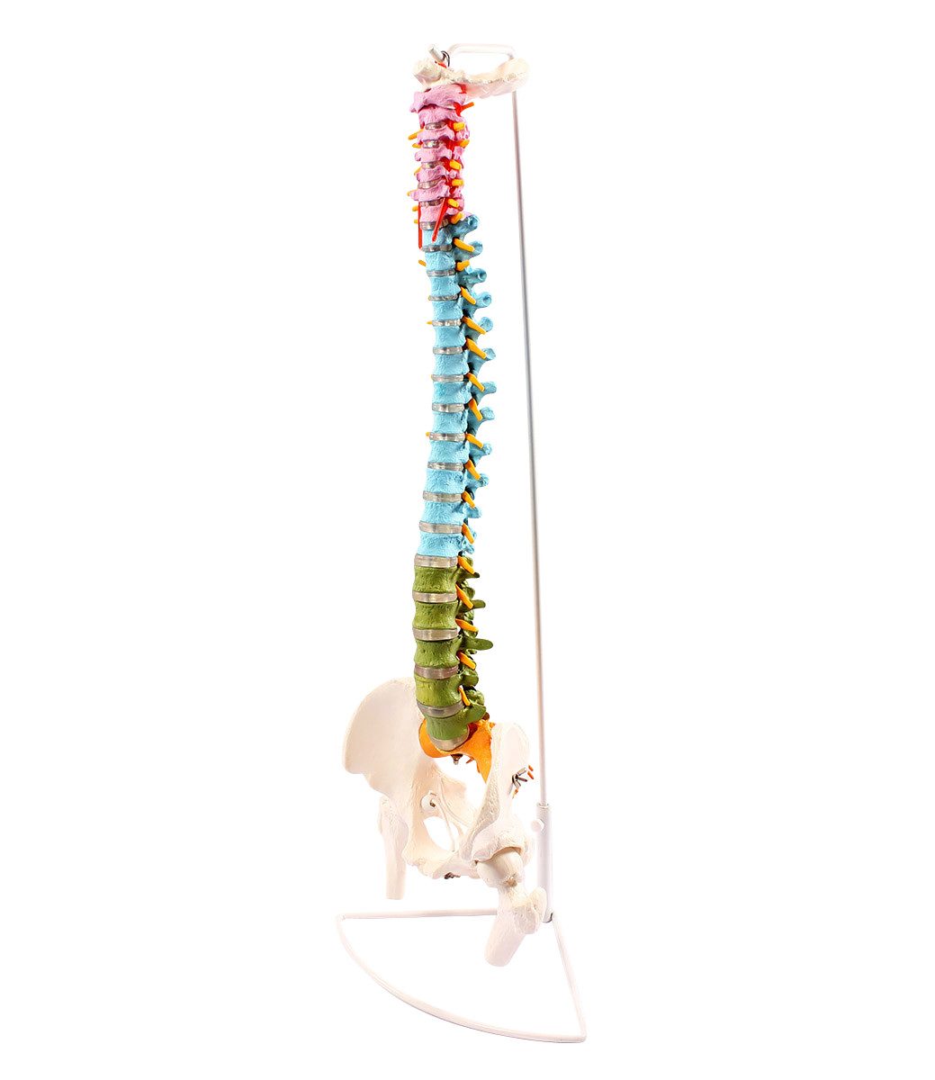 Cranstein Scientific Dekoobjekt Flexible Wirbelsäule Anatomie Modell lebensgroß didaktisch gefärbt Hän