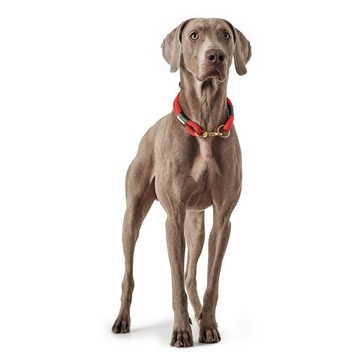 Hunter Tierbedarf Hunde-Halsband Halsband Oss rot