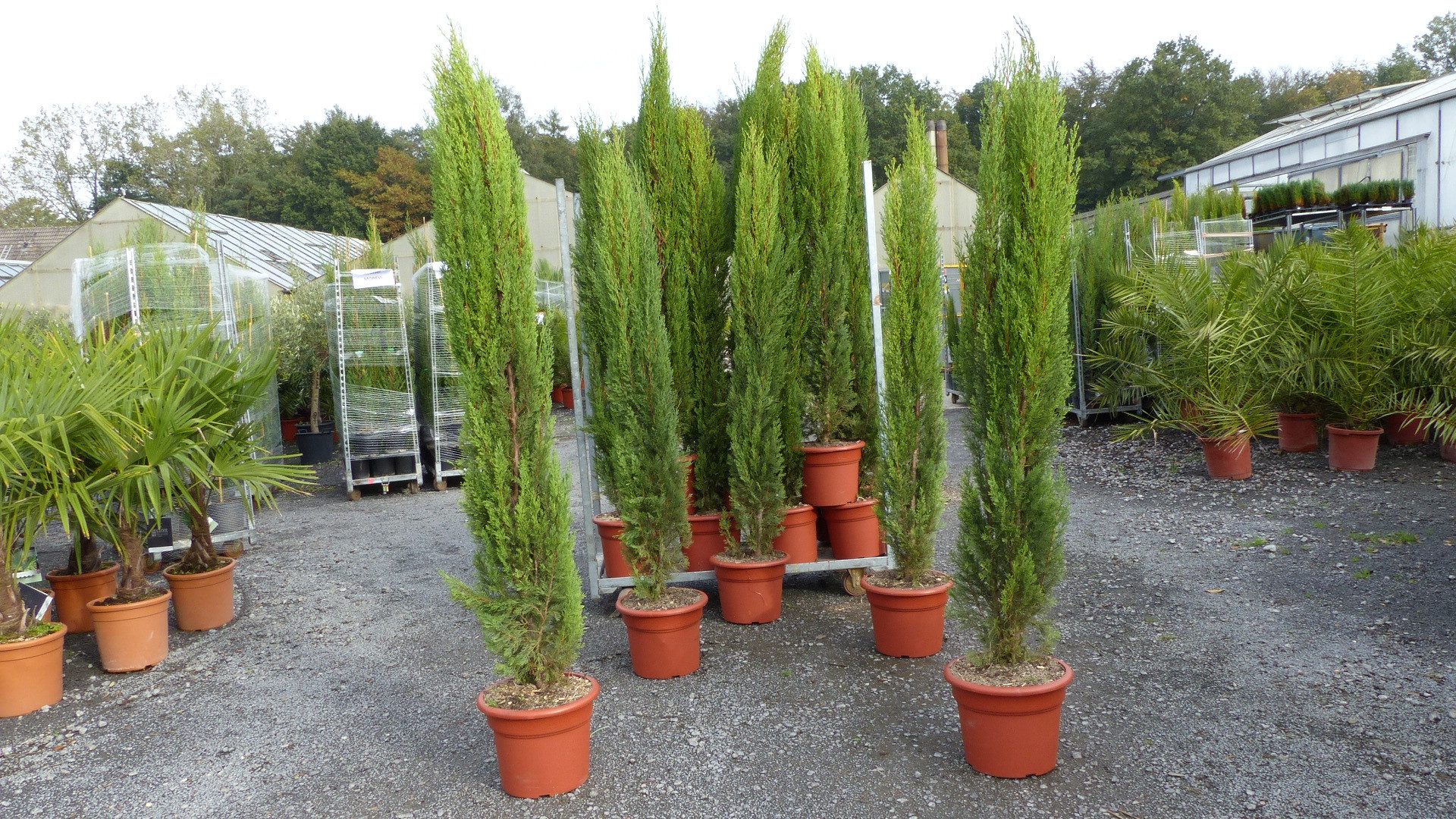 gruenwaren jakubik Baum