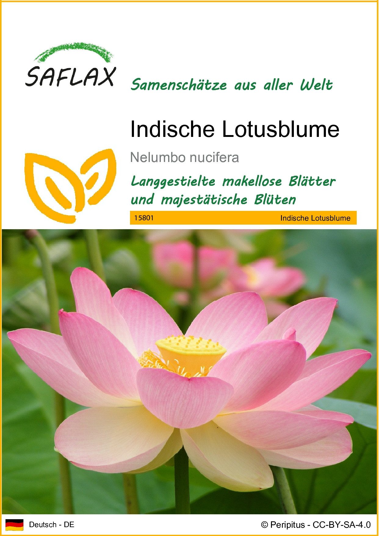 SAFLAX Blumensamen SAFLAX - Samen - Indische Lotusblume günstig online kaufen