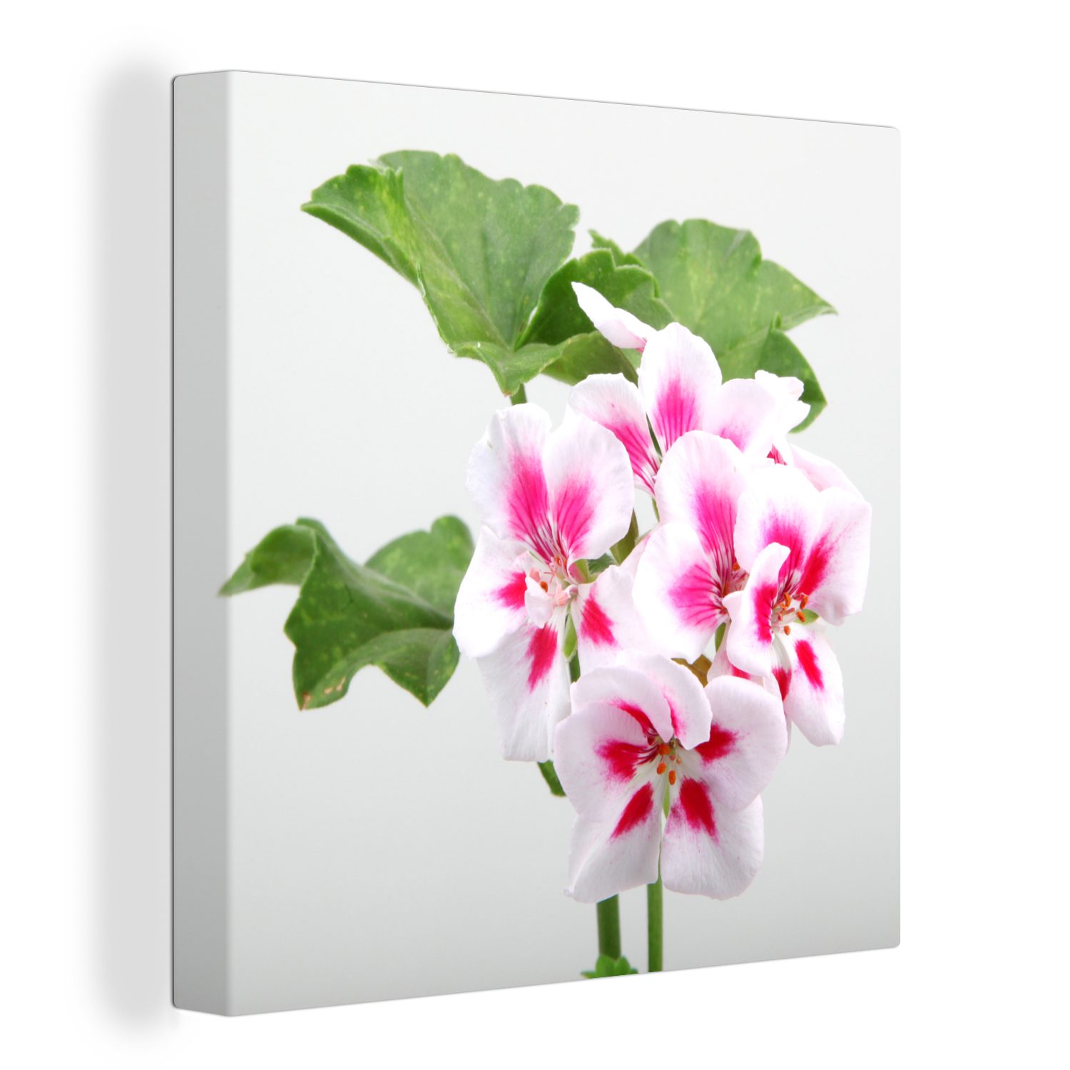 OneMillionCanvasses® Leinwandbild Bunte Geranienblüten, (1 St), Leinwand Bilder für Wohnzimmer Schlafzimmer