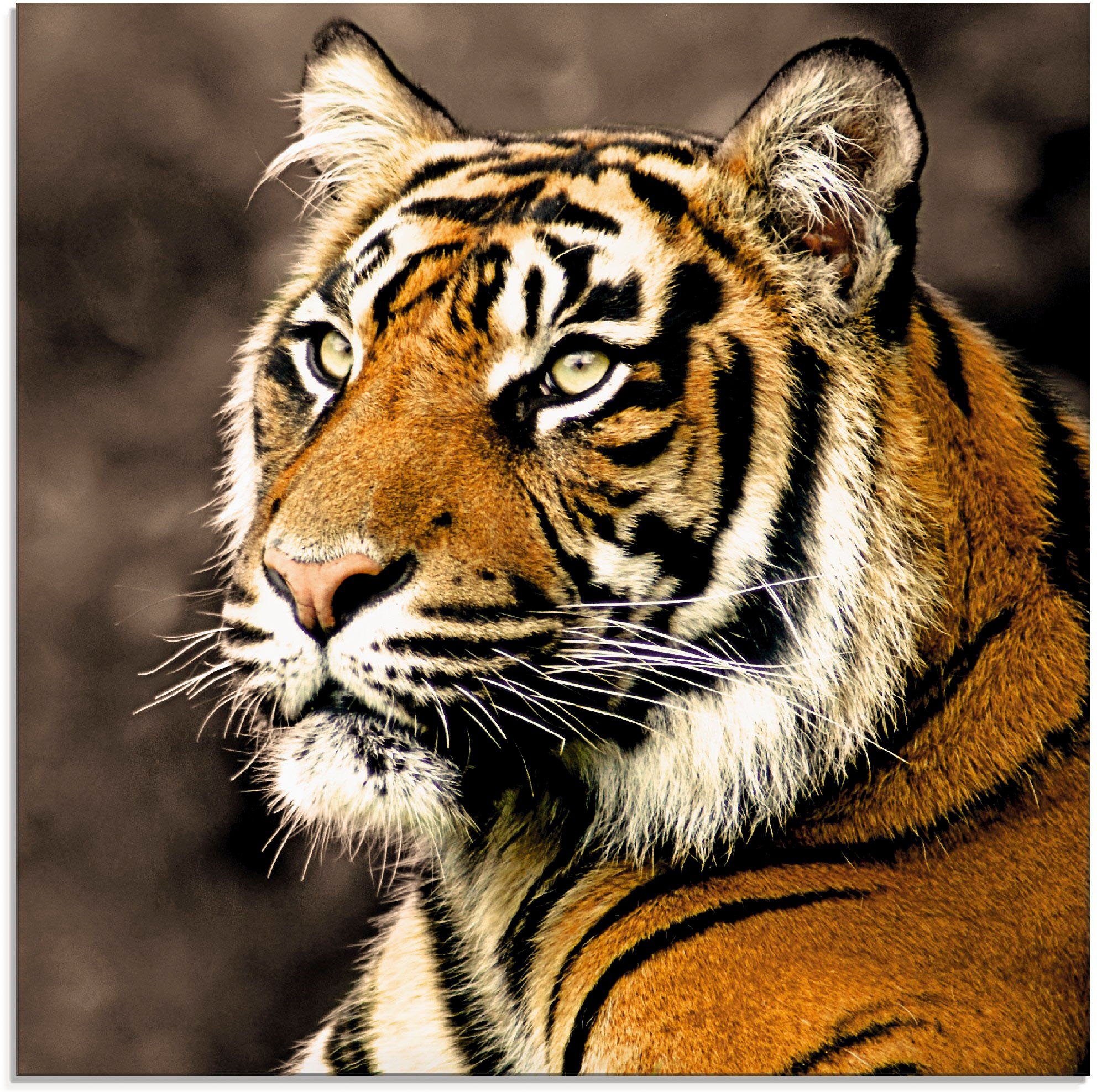 St), (1 Glasbild Wildtiere Tiger_sepia, verschiedenen Artland in Größen