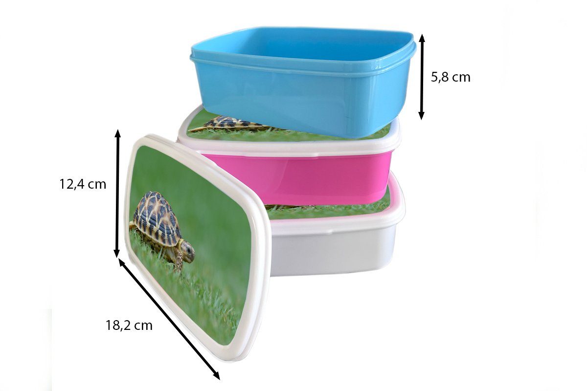 MuchoWow Lunchbox Schildkröte im Kinder, Mädchen, Brotdose Kunststoff Kunststoff, rosa (2-tlg), Snackbox, für Brotbox Gras, Erwachsene