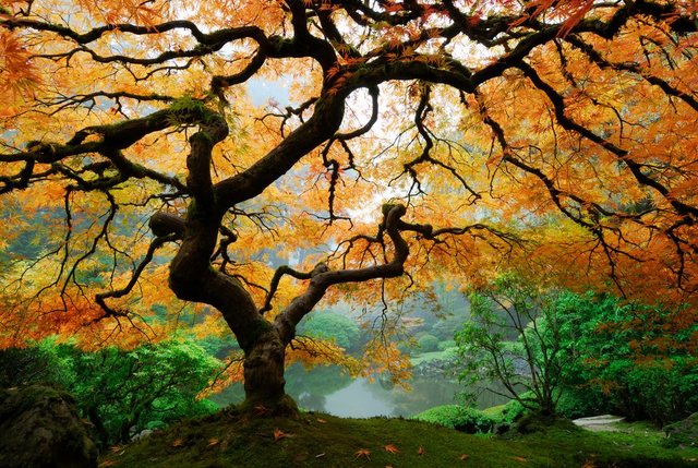 Papermoon Fototapete »Autumn Maple Tree«, glatt-Otto
