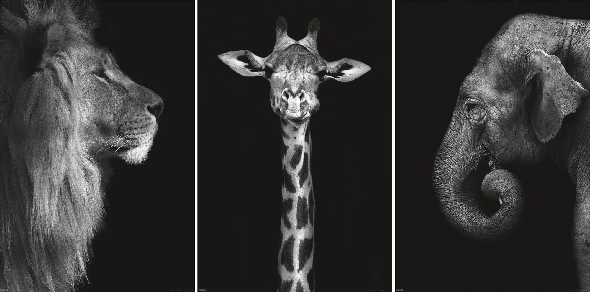 Poster Wildlife - Poster 3er Set - Löwe, Giraffe und Elefant