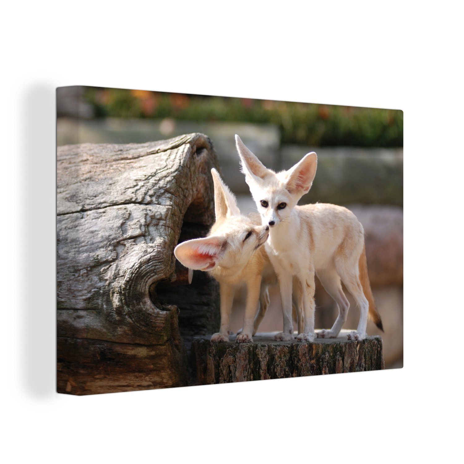 OneMillionCanvasses® Leinwandbild Füchse - Baumstamm - Natur, (1 St), Wandbild Leinwandbilder, Aufhängefertig, Wanddeko, 30x20 cm