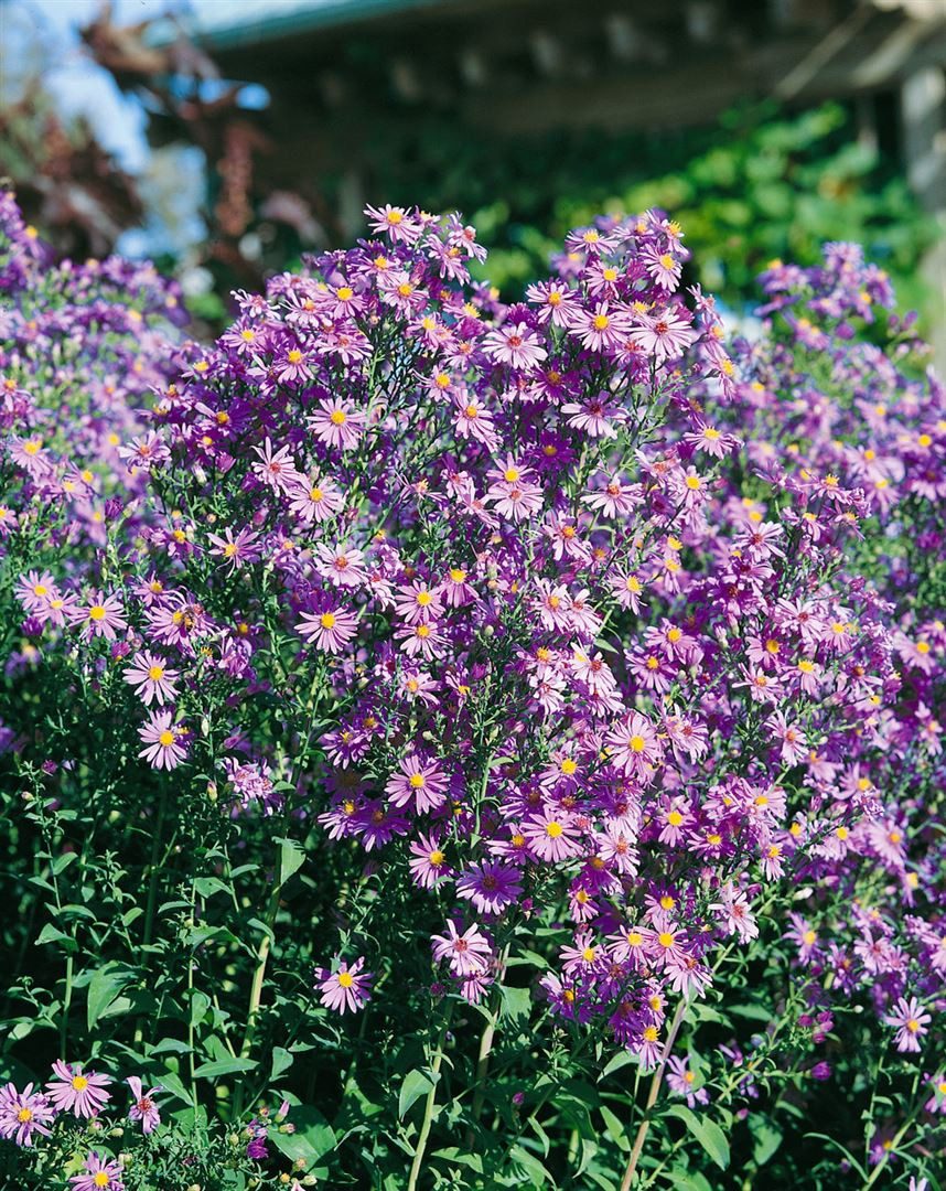 Pflanzen für Dich Staude Aster laevis, 1 St., Glatte Aster, Glattblatt-Aster