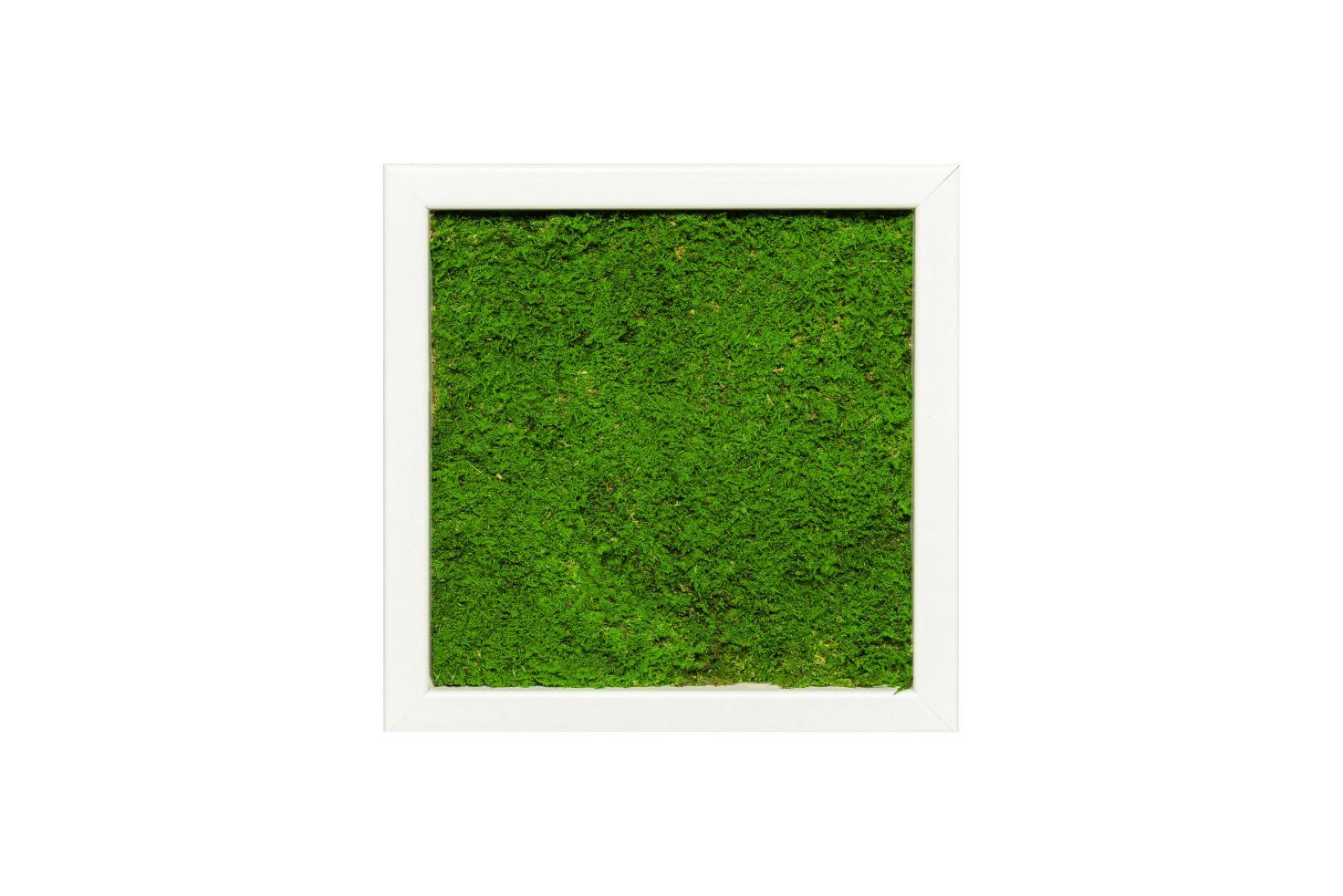 Moos-Design Bild Moosbild Flat Design mit günstig online kaufen