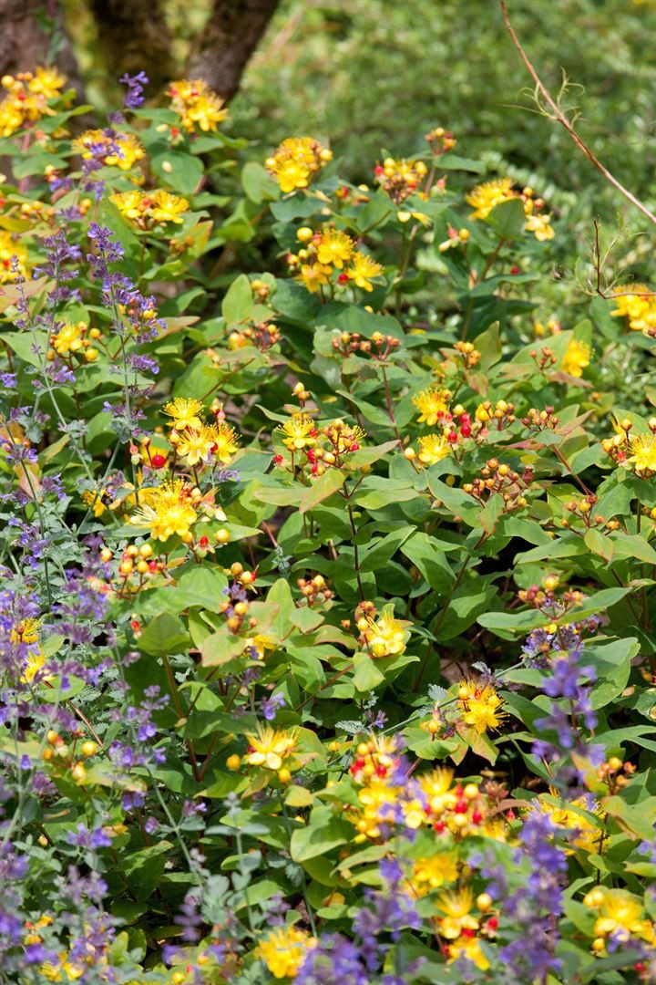 Pflanzen für Dich Staude Hypericum andros., 1 St., Mannsschild, Johanniskraut, Tüpfeljohanniskraut