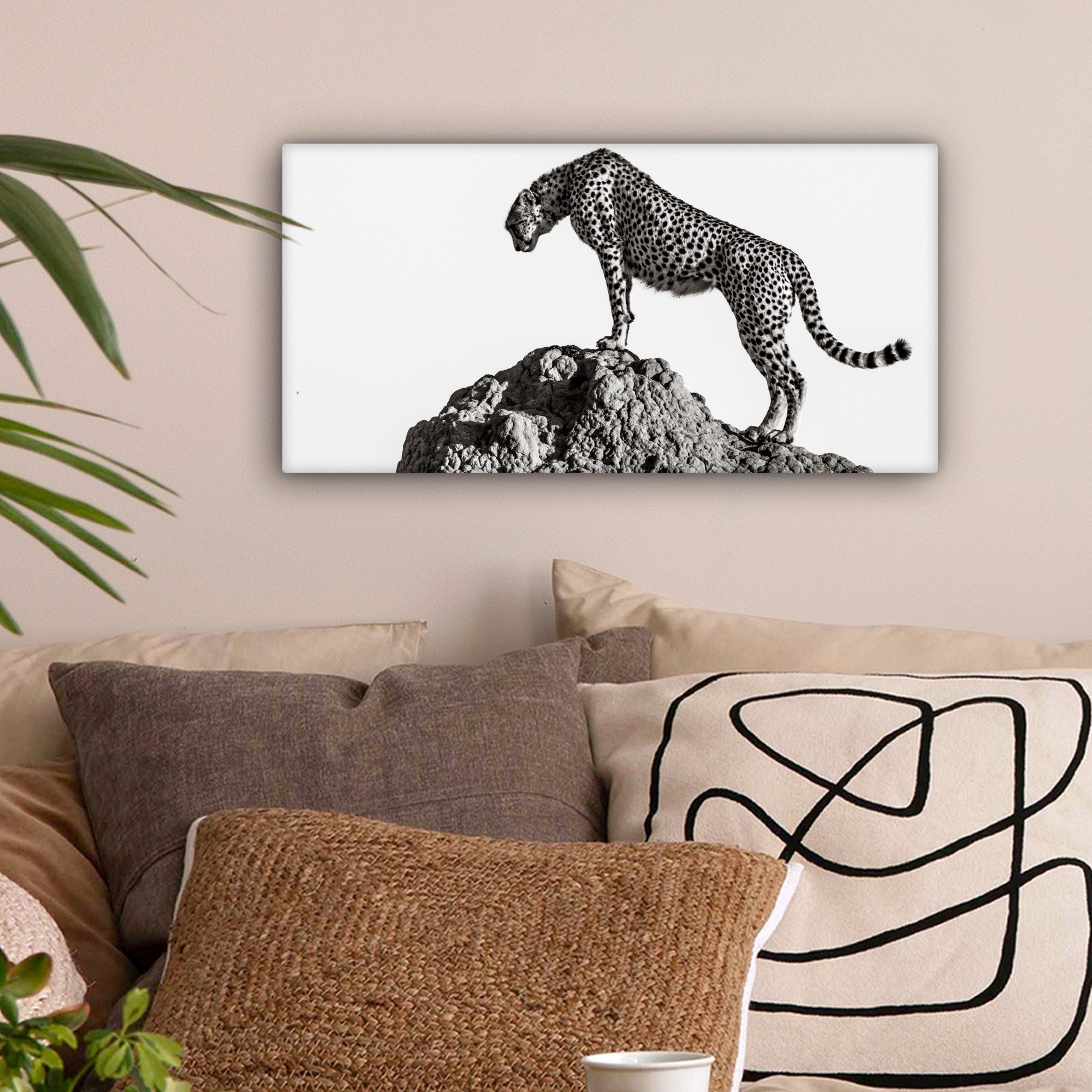 OneMillionCanvasses® Leinwandbild Panorama Raubtier - Panther günstig online kaufen