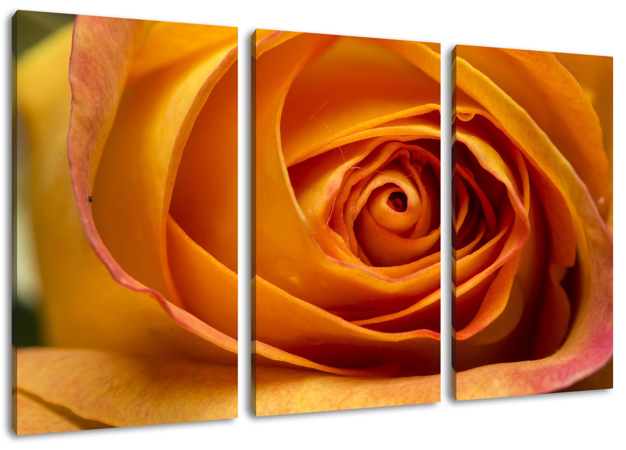 Pixxprint Leinwandbild Anmutige gelbe geschlossene Rose, Anmutige gelbe geschlossene Rose 3Teiler (120x80cm) (1 St), Leinwandbild fertig bespannt, inkl. Zackenaufhänger