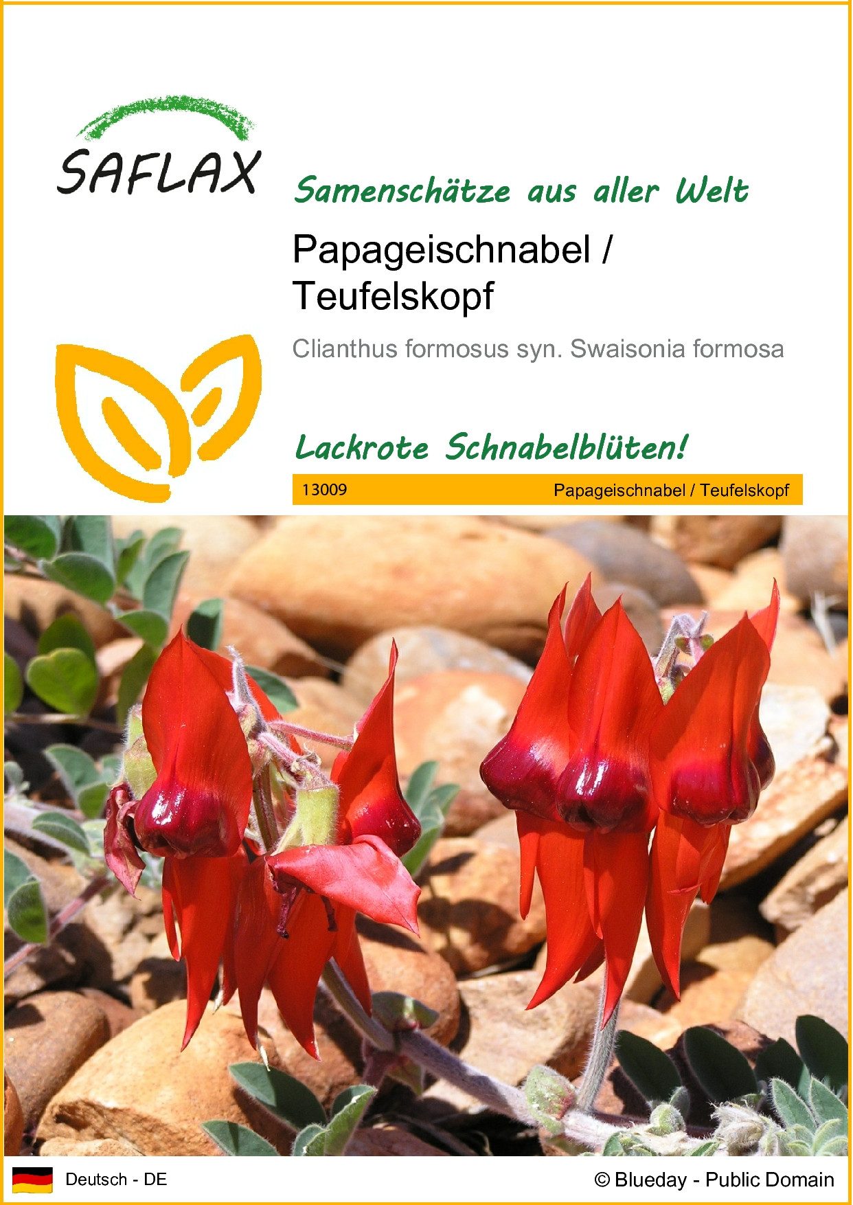 Blumensamen SAFLAX - Samen - Papageischnabel / Teufelskopf