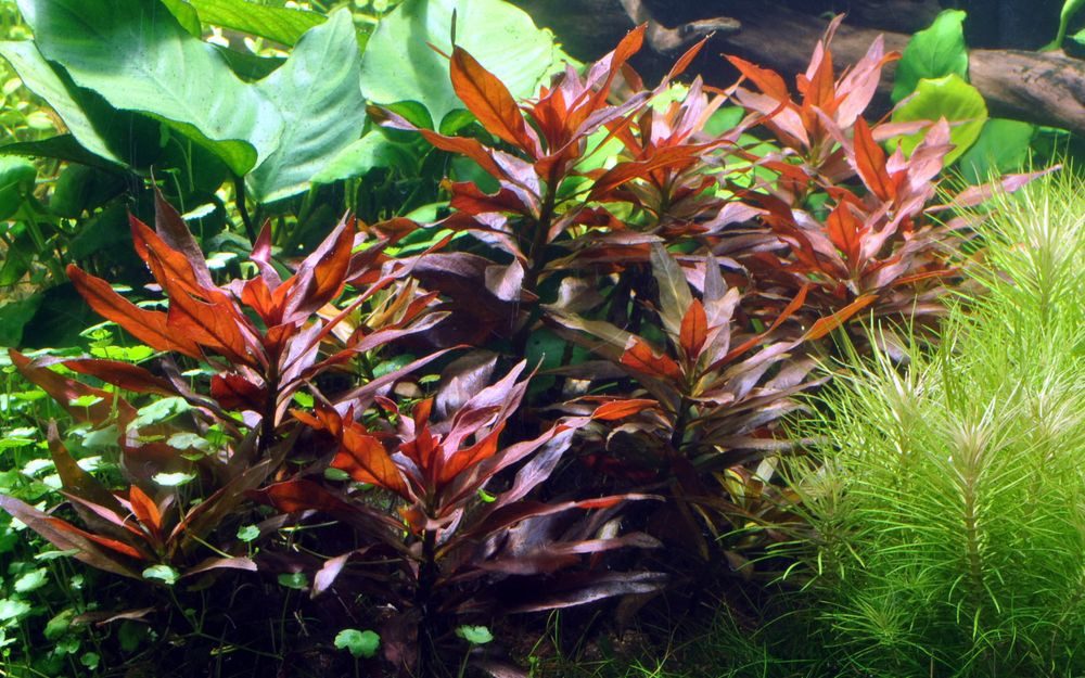 Aquaone Wasserpflanze Aquarium Pflanze Ludwigia glandulosa Nr.335A günstig online kaufen