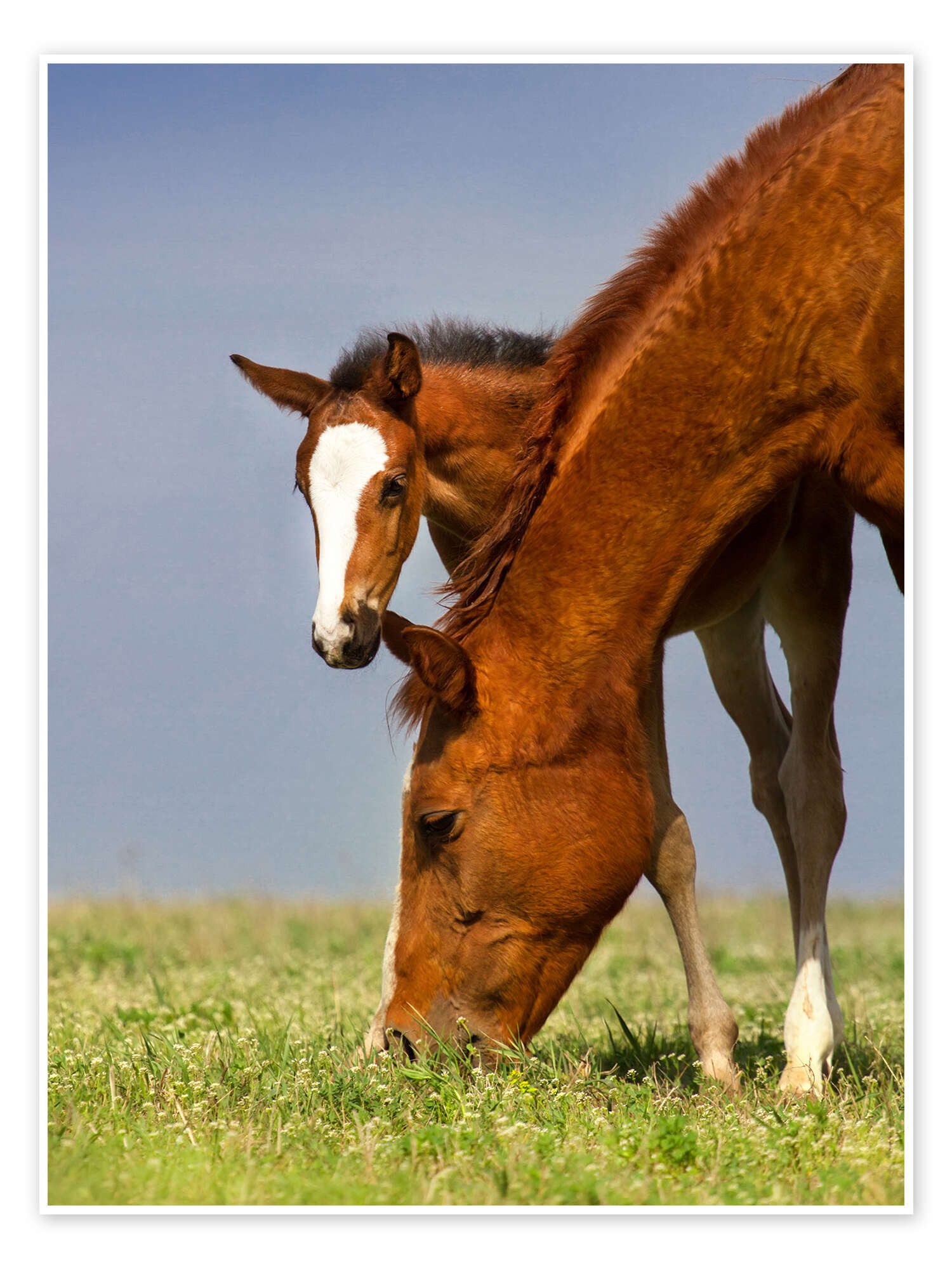 Poster Editors Choice