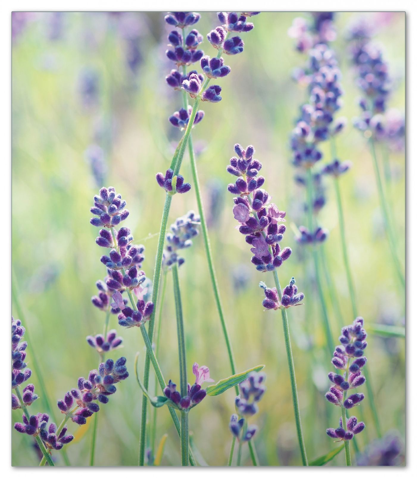 Wallario Herd-Abdeckplatte Lila Blumenfreude - Violette Pflanzen auf der Wiese, ESG-Sicherheitsglas, (Glasplatte, 1 tlg., inkl. 5mm Noppen), verschiedene Größen