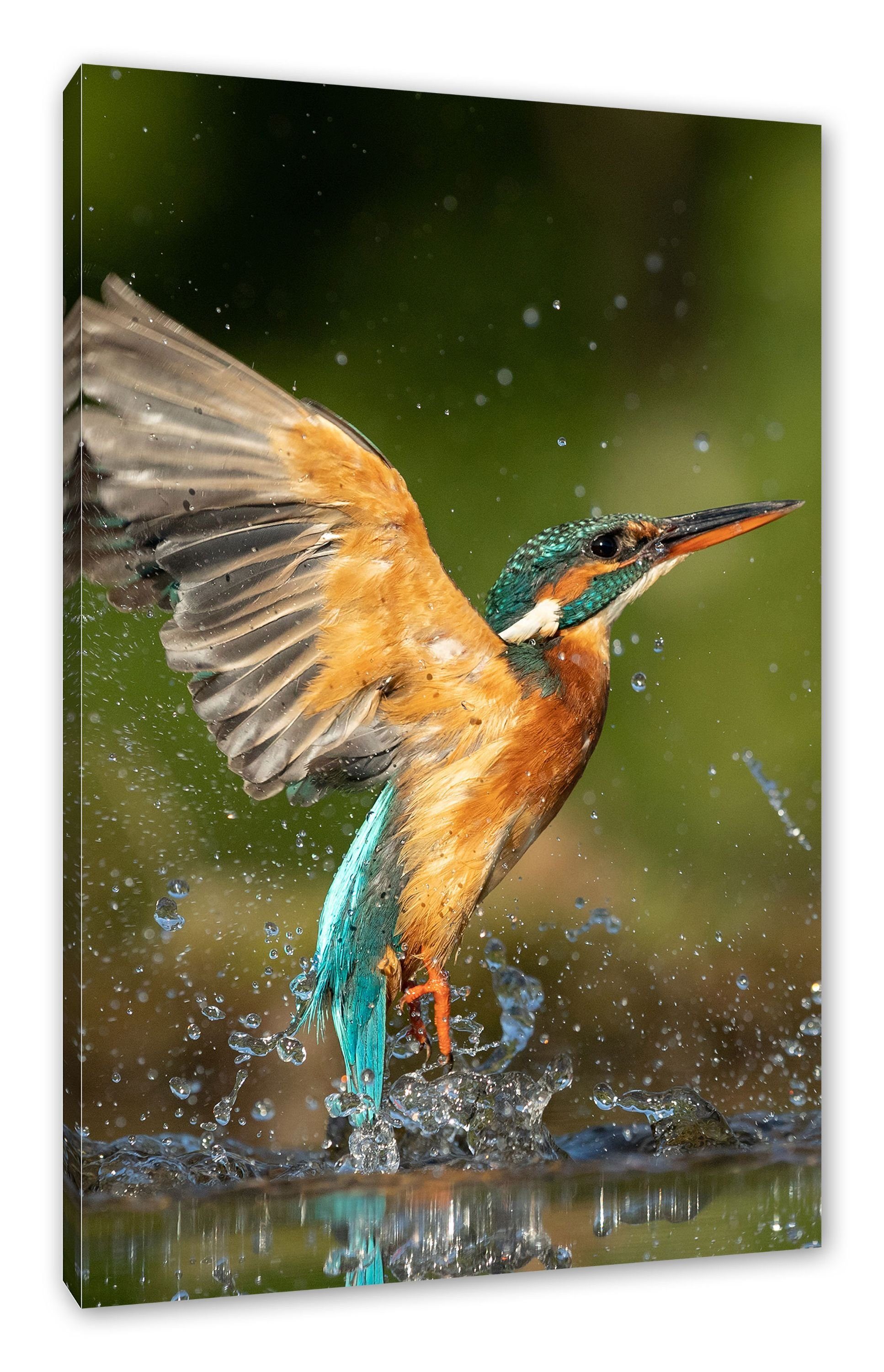 Pixxprint Leinwandbild Eisvogel auf der Jagd nach Fischen, Eisvogel auf der Jagd nach Fischen (1 St), Leinwandbild fertig bespannt, inkl. Zackenaufhänger