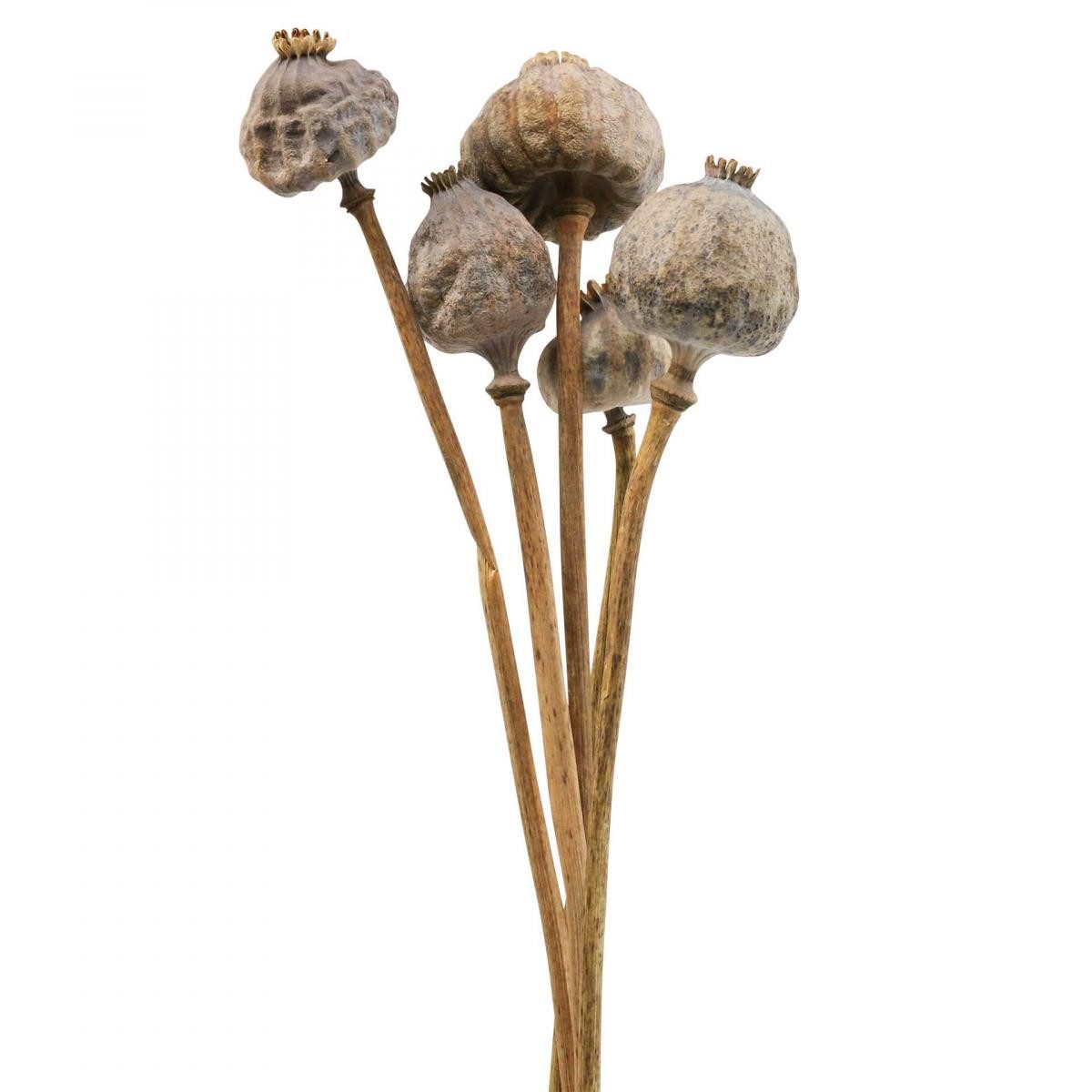 Trockenblume Trockenblumen Mohnkapseln Groß Deko 5er Set Natur