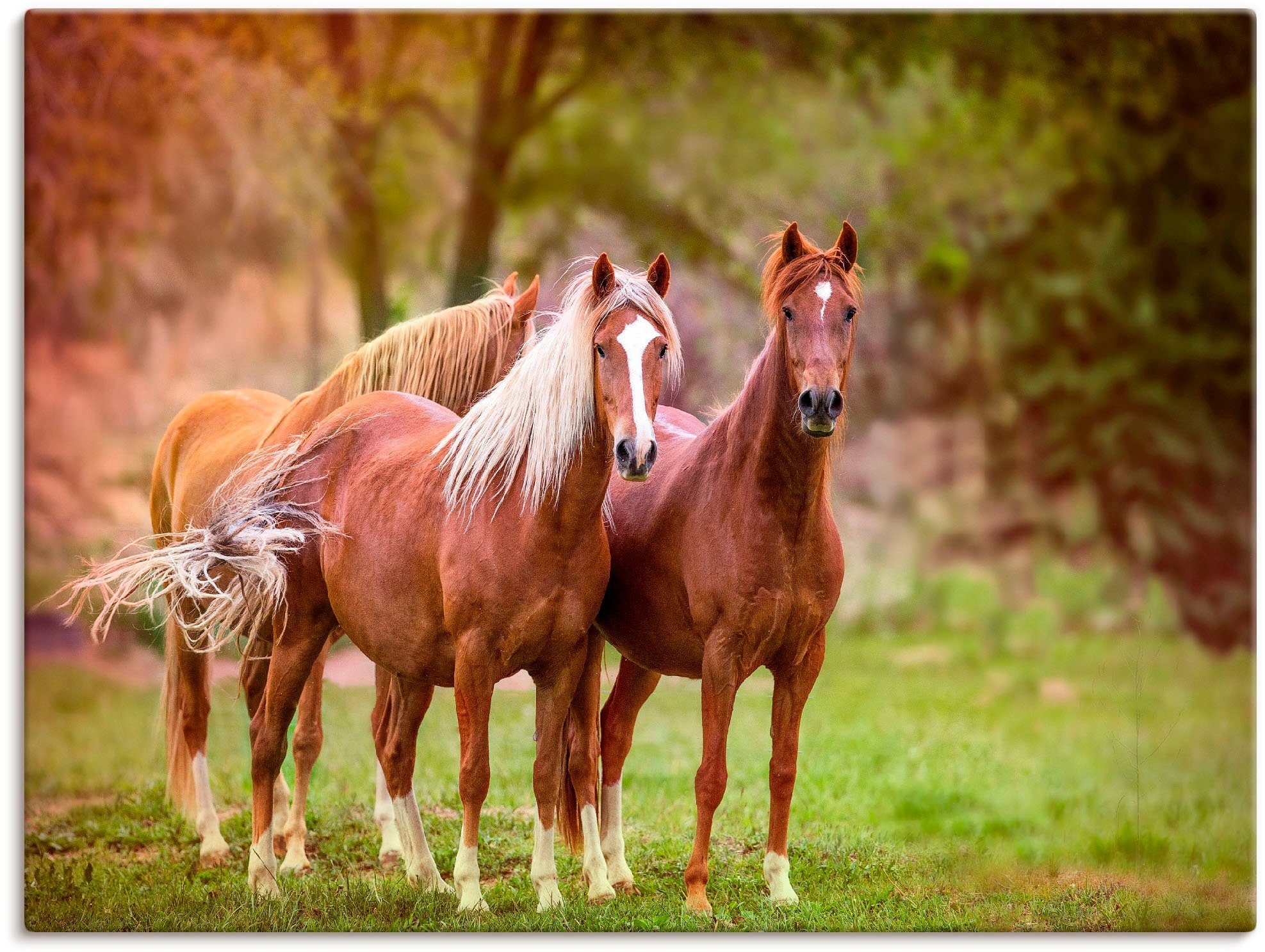 Artland Wandbild Pferde in den Feldern I, Haustiere (1 St), als Alubild, Leinwandbild, Wandaufkleber oder Poster in versch. Größen