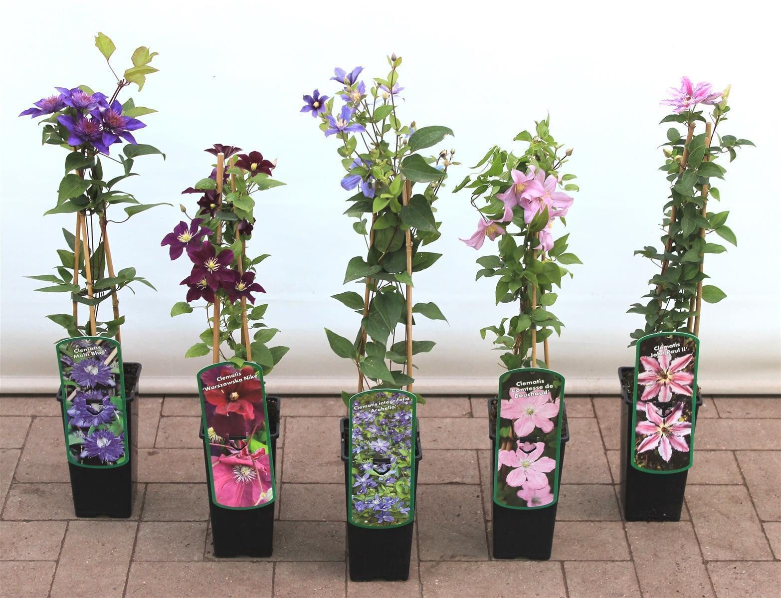 Pflanzen für Dich Kletterpflanze Clematis Hybride Blekitny Aniol, 1 St., Waldrebe, Clematis, blauviolett, langblühend