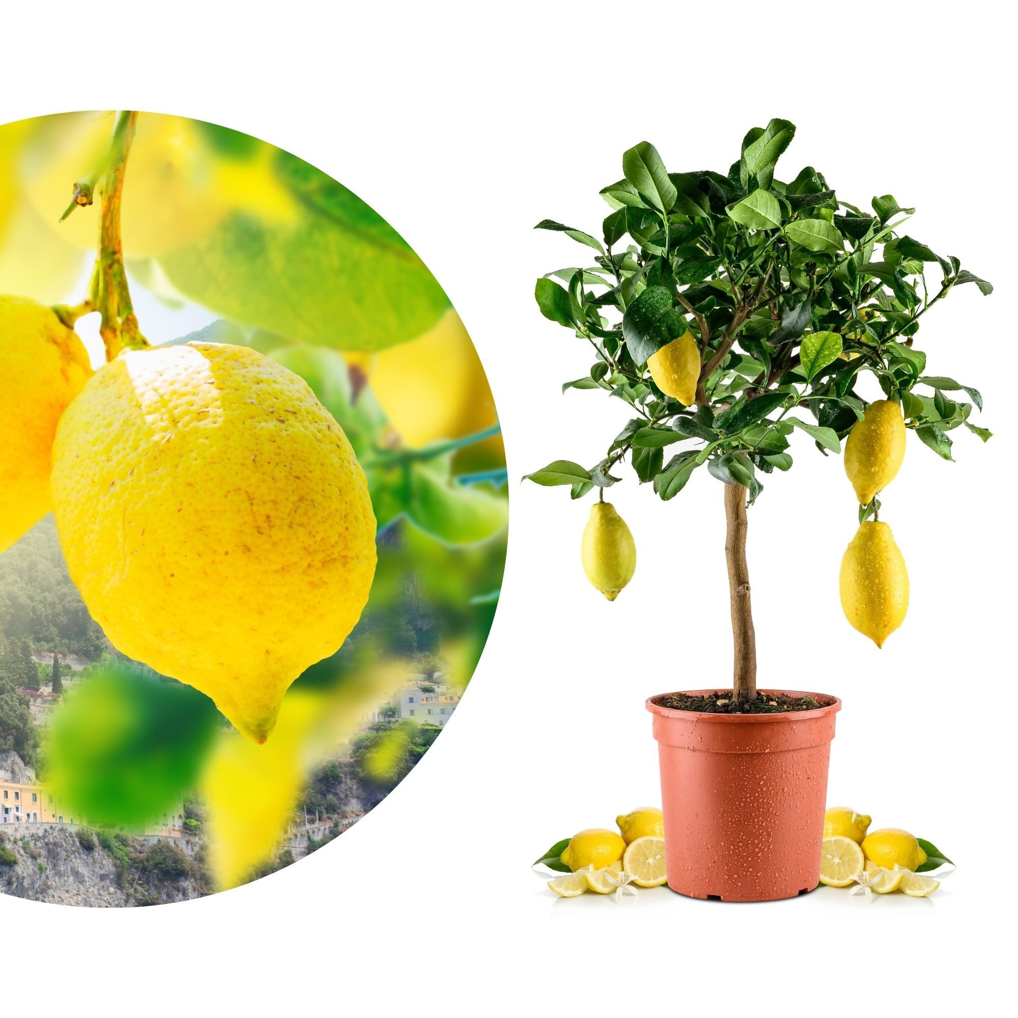 Meine Orangerie Zitronenbaum Amalfi - Sfusato Amalfitano, echte Amalfi Zitr günstig online kaufen