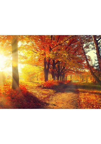 Papermoon Fototapetas »Autumn Forest« glatt