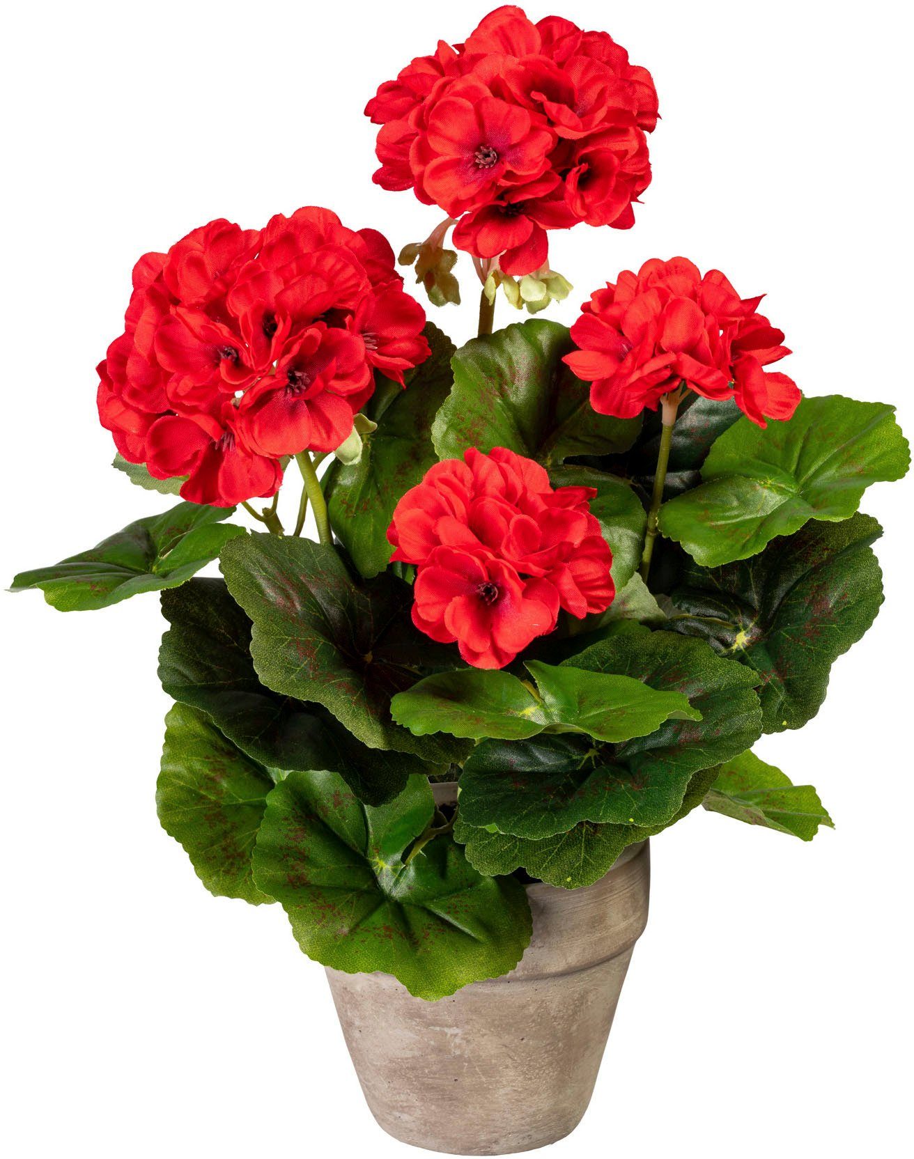 Kunstpflanze Geranienbusch, Creativ green, Höhe 34 cm, im Zementtopf. Reduzierter Preis € 16,00. Unverbindliche Preisempfehlung € 21,99