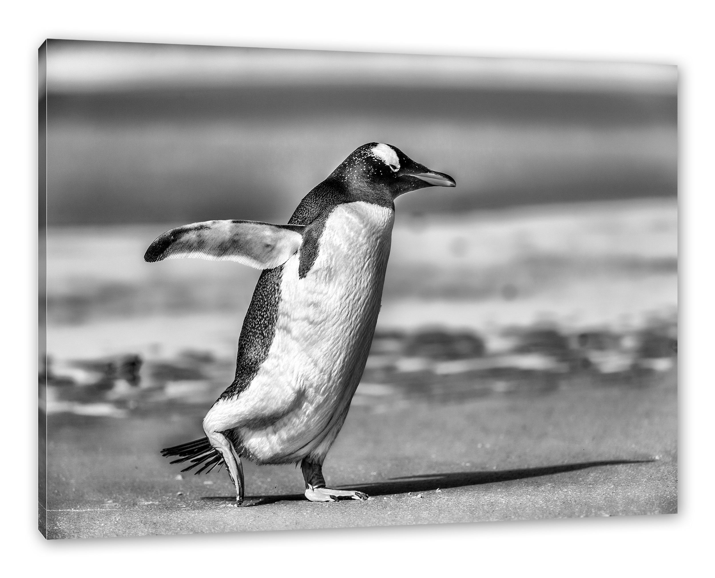 inkl. Pixxprint Strand, bespannt, Leinwandbild St), Leinwandbild Zackenaufhänger (1 Strand fertig am Pinguin Pinguin am