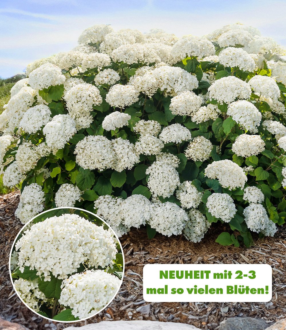 BALDUR Garten Zierstrauch Freiland-Hortensie 'FlowerWOW®', 1 St., Ballhortensie, lange Blütezeit,winterhart, mehrjährig