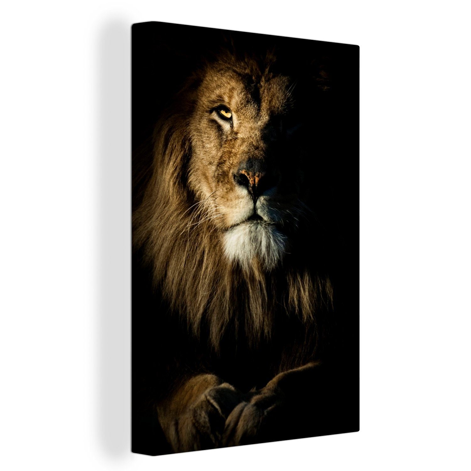 OneMillionCanvasses® Leinwandbild Nahaufnahme eines Löwen, der in die Kamera schaut, (1 St), Leinwandbild fertig bespannt inkl. Zackenaufhänger, Gemälde, 20x30 cm