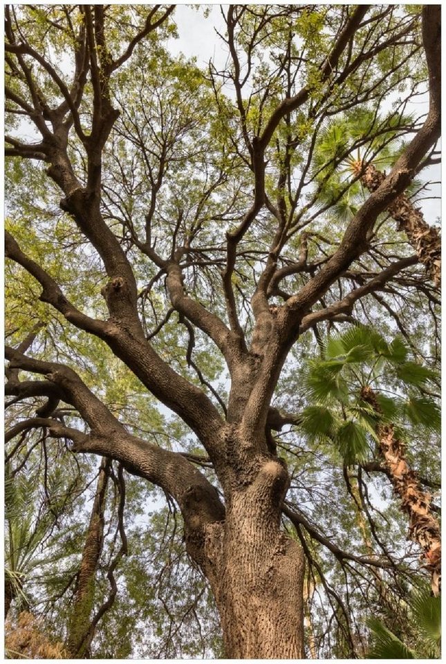 Wallario Wandfolie, Weit verzweigter Baum mit Palmen - Ansicht aus der  Froschperspektive, in verschiedenen Ausführungen