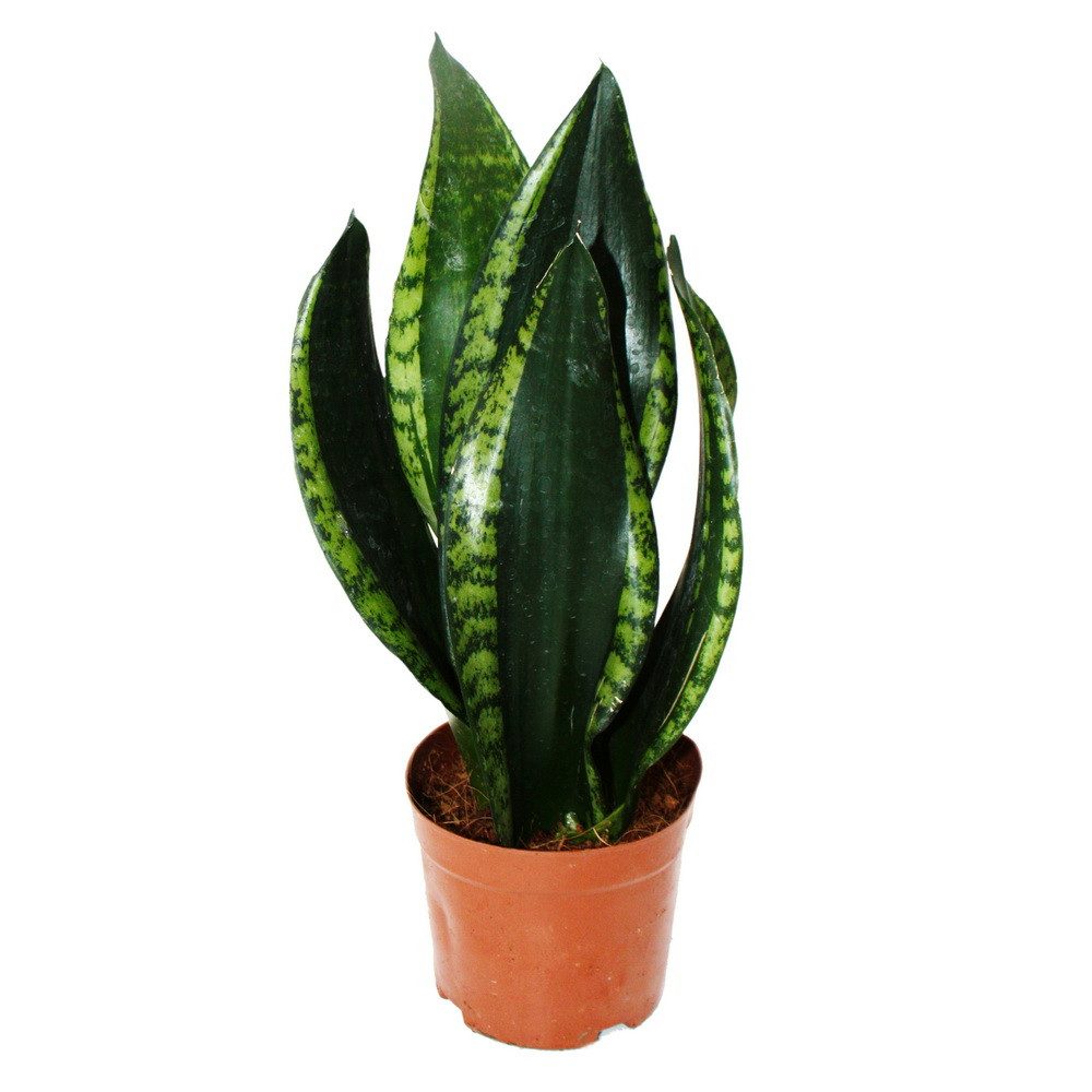 Exotenherz Zimmerpflanze Sansevieria trifasciata Silver Flame Bogenhanf 12c günstig online kaufen