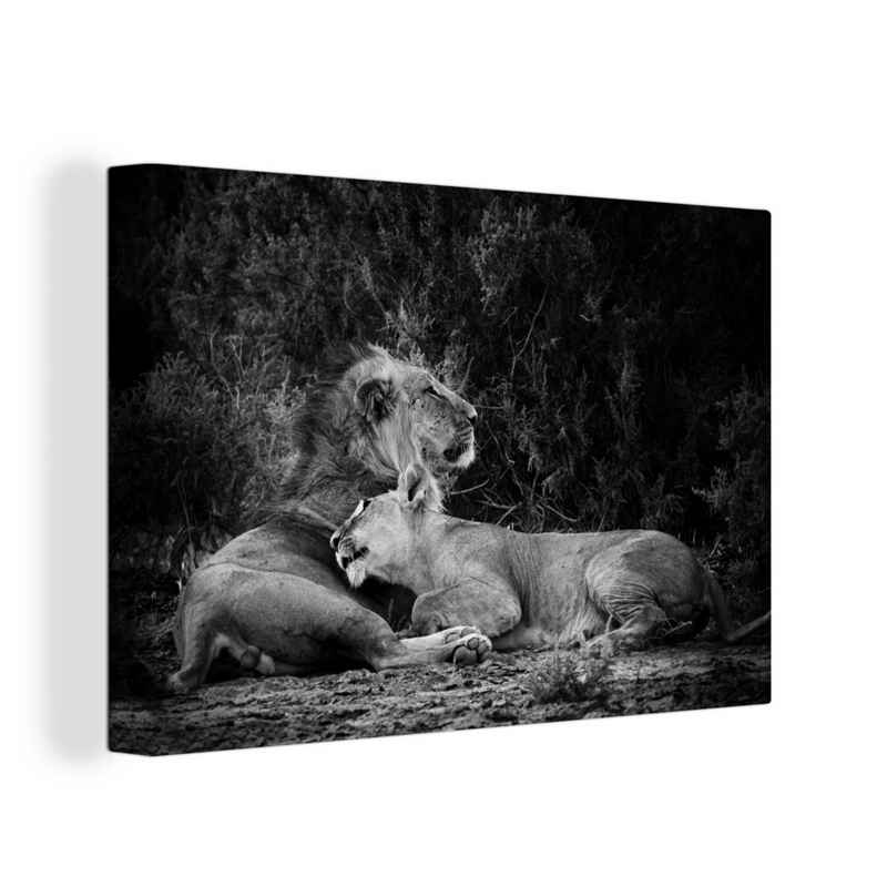 OneMillionCanvasses® Leinwandbild »Löwen - Schwarz - Wilde Tiere«, (1 St), Wandbild Leinwandbilder, Aufhängefertig, Wanddeko