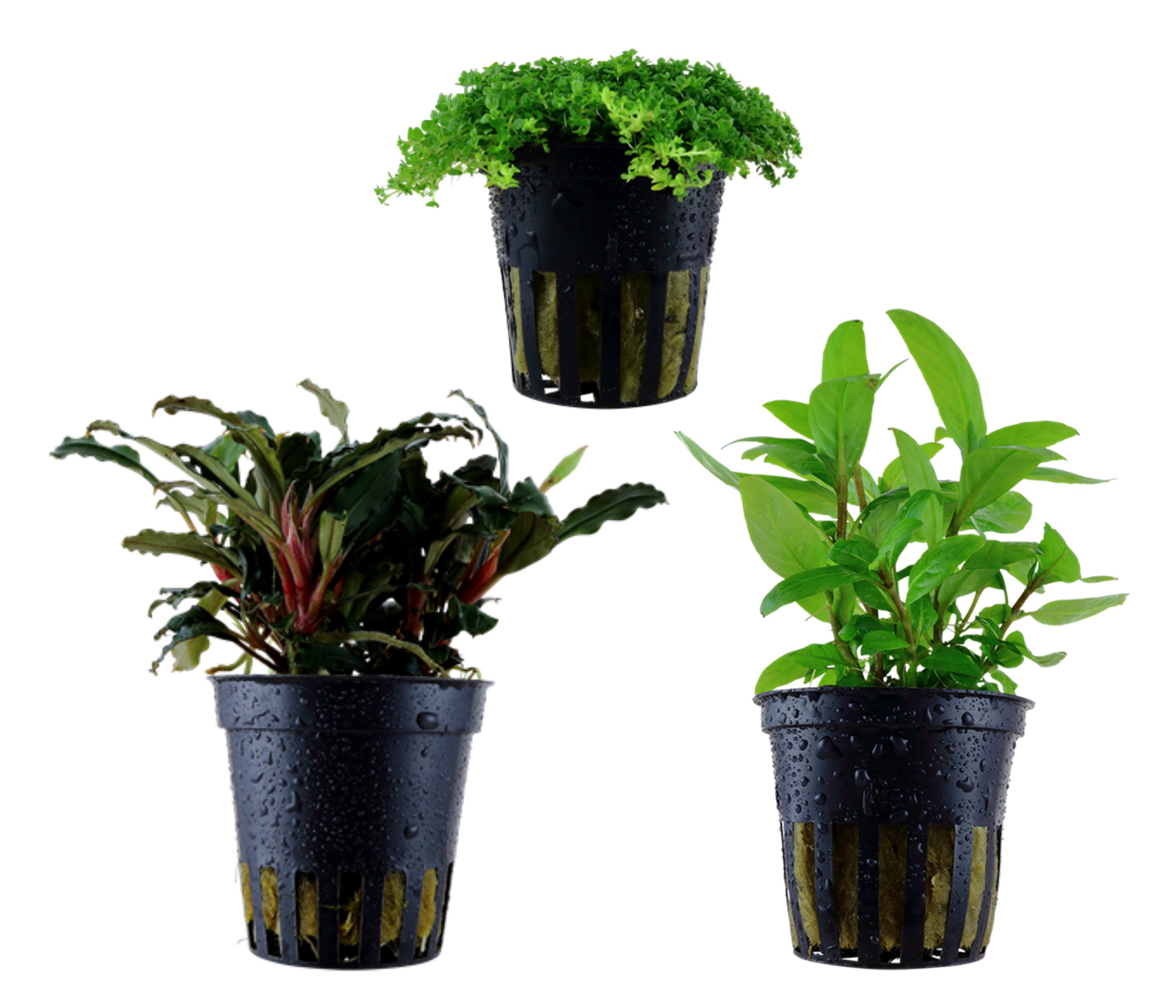 Dehner Wasserpflanze Aquarienpflanzen Set, 3-teilig, Vordergrund 227, je ca. 3-10 cm, robuste Wasserpflanzen für Süßwasser Aquarien