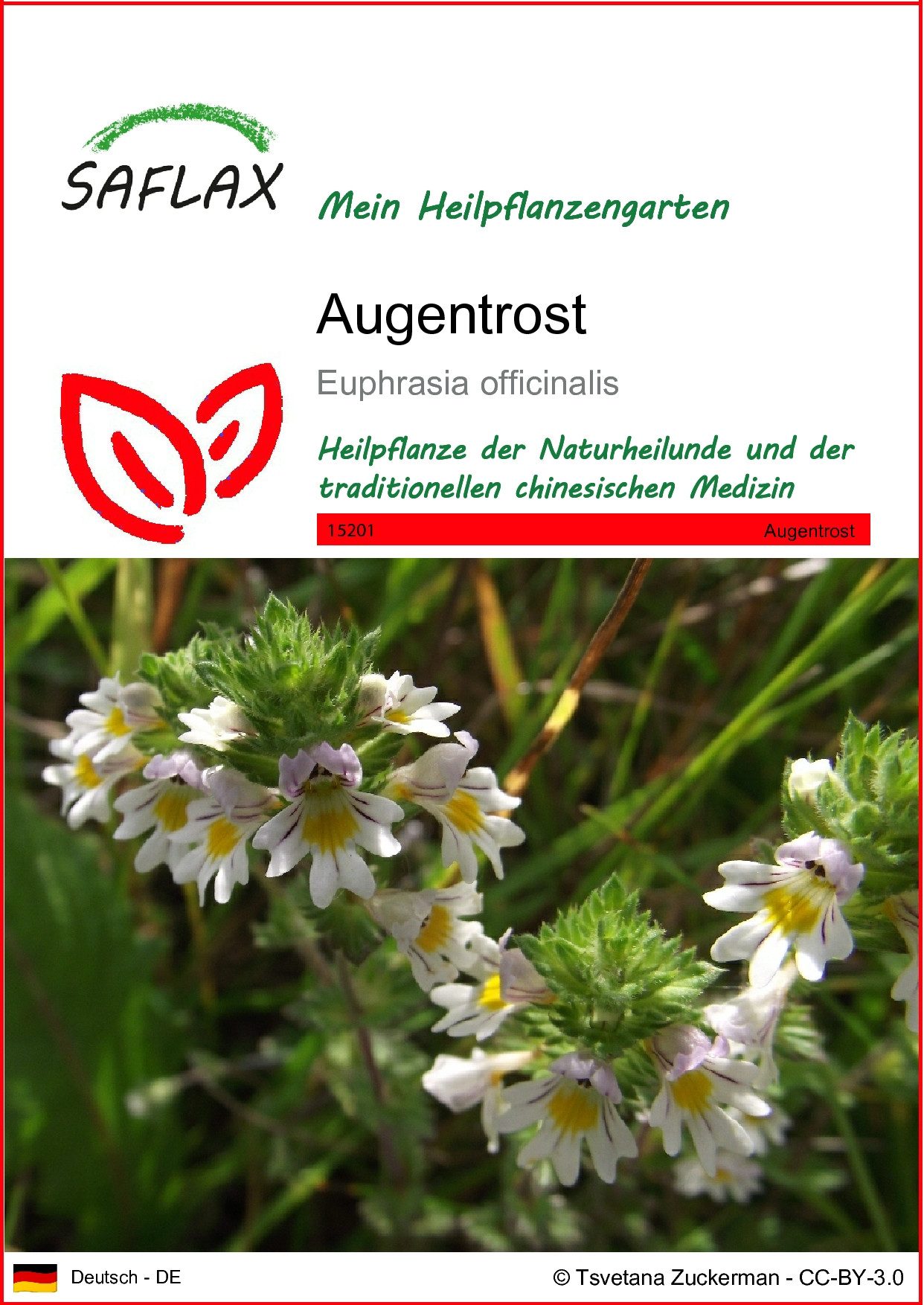 SAFLAX Blumensamen SAFLAX - Samen - Augentrost günstig online kaufen