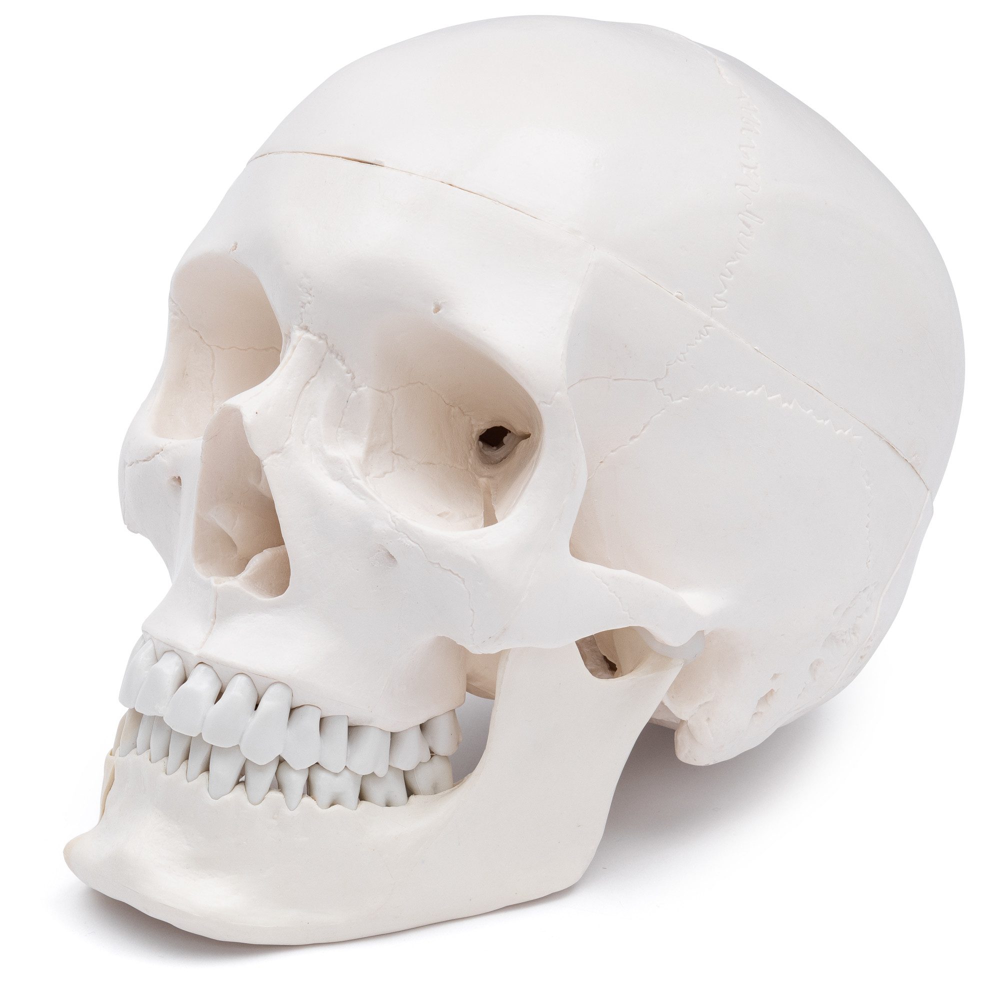 Cranstein Scientific Dekoobjekt Schädel Anatomie Modell lebensgroß 4 teilig Dental mit Unterkieferklap