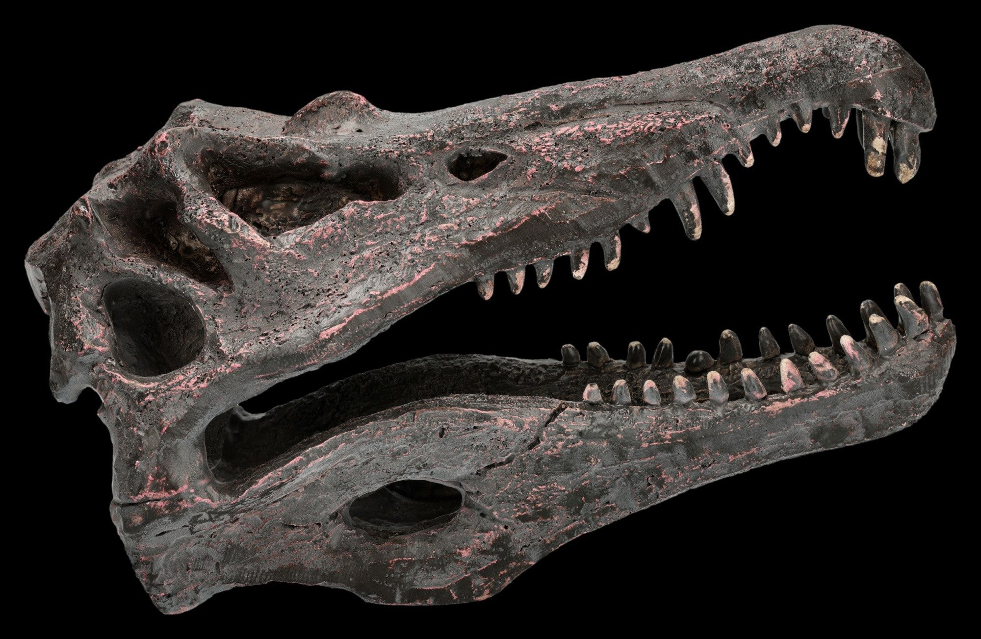 Figuren Shop GmbH Dekofigur Spinosaurus Totenkopf – Dinosaurier Schädel Fossil Deko Figur 9 cm