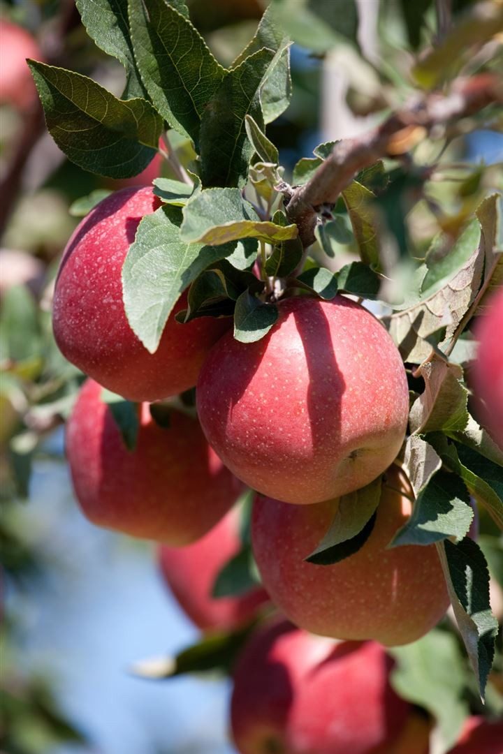 Pflanzen für Dich Obstpflanze Malus Gloster 69, 1 St., Gloster-Apfel, Apfelbaum, rote Äpfel, winterhart