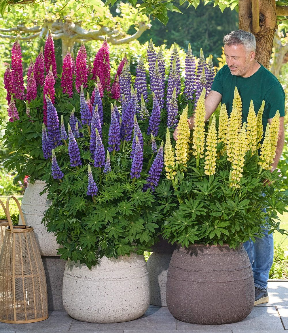 BALDUR Garten Staude Lupinen 'Lupinova®' Fantastic Colour Mix, 3 St., Mischung, winterhart, mehrjährig, pflegeleicht, kübelgeeignet