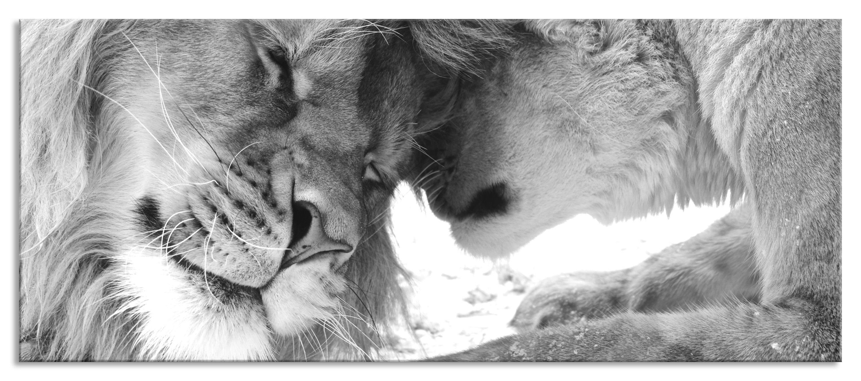 Pixxprint Glasbild Bezauberndes kuschelndes Löwenpaar, Bezauberndes günstig online kaufen