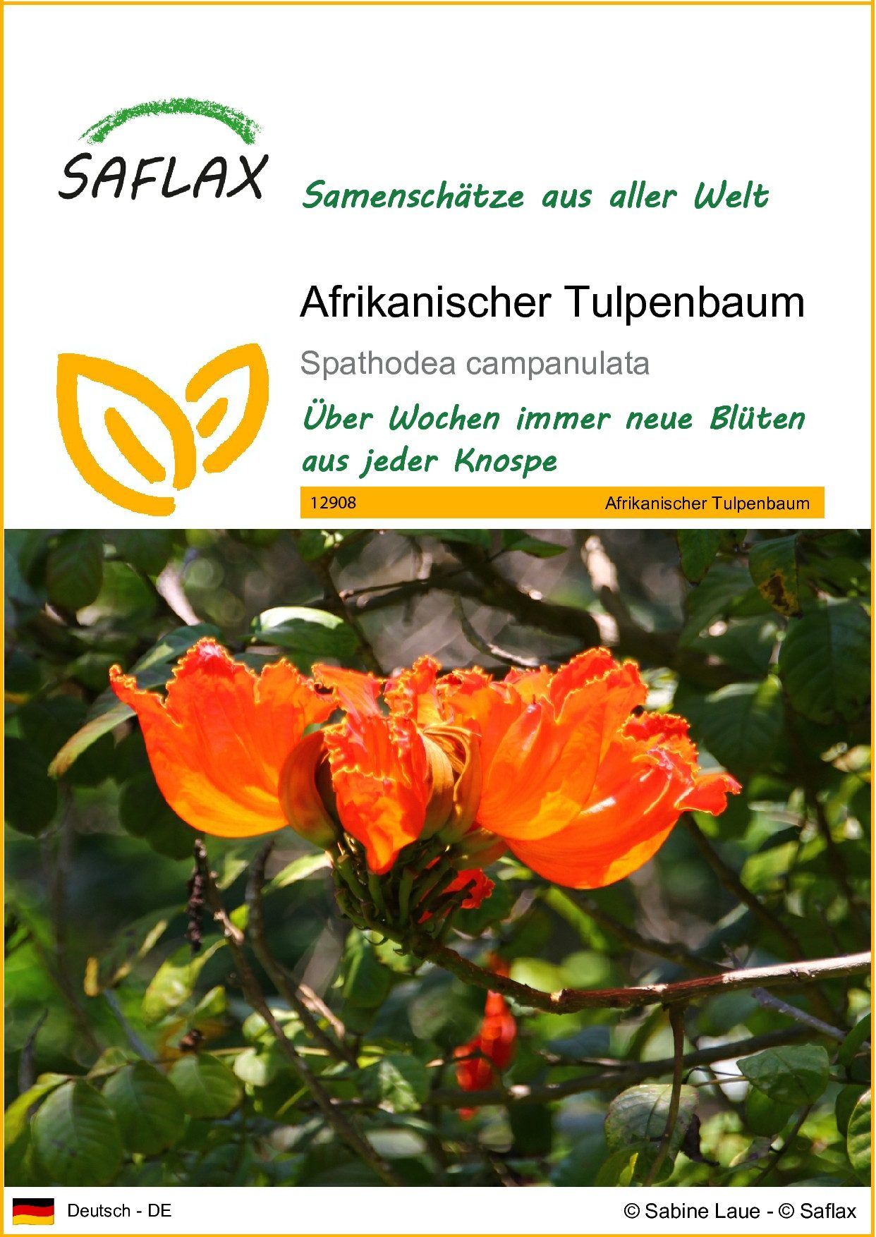 Blumensamen SAFLAX - Afrikanischer Tulpenbaum - 30 Samen - Spathodea