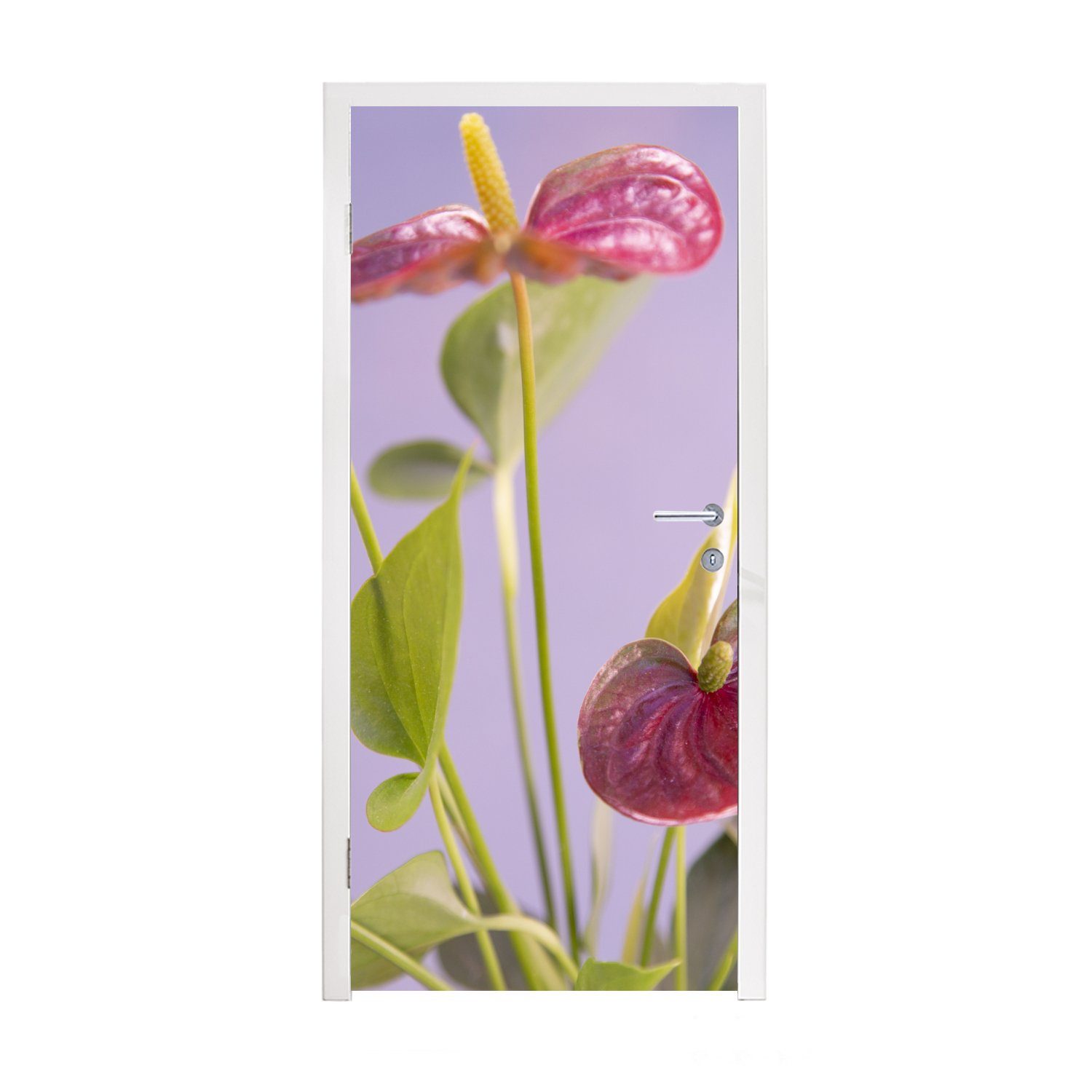 MuchoWow Türtapete Anthurium mit roten Blüten auf fliederfarbenem Hintergrund, Matt, bedruckt, (1 St), Fototapete für Tür, Türaufkleber, 75x205 cm