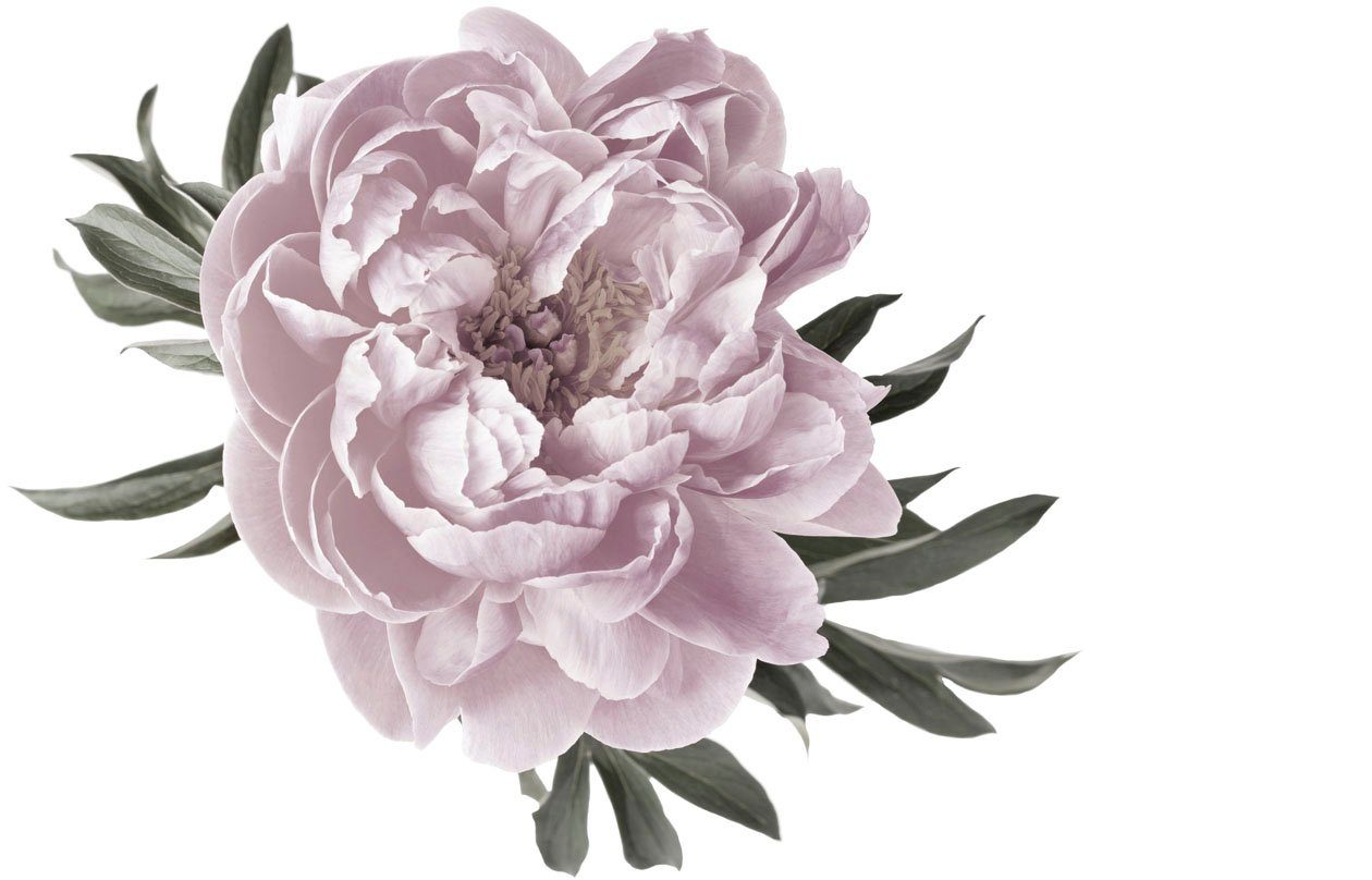 queence Wandtattoo Amelie (1 St), Wandbild, Sticker, rosa, Blume, Blüte, selbstklebend