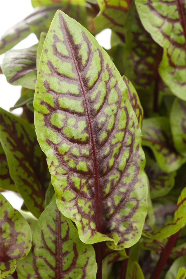 Pflanzen für Dich Staude Rumex sanguineus, 1 St., Blut-Ampfer, Blut-Sauerampfer, Roter Sauerampfer