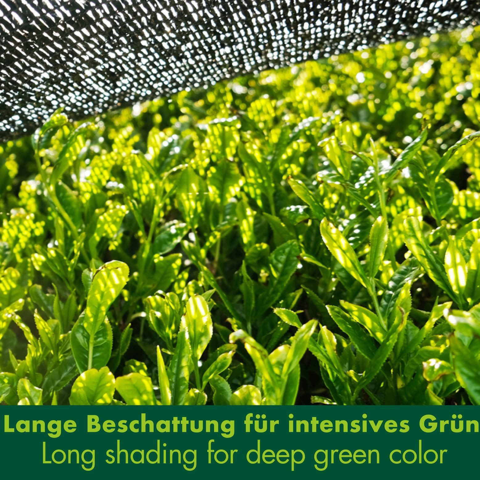 Goodwei Tee Bio Gyokuro Grüntee Premium, Japanischer Schattentee 120g, 1 x 120 g