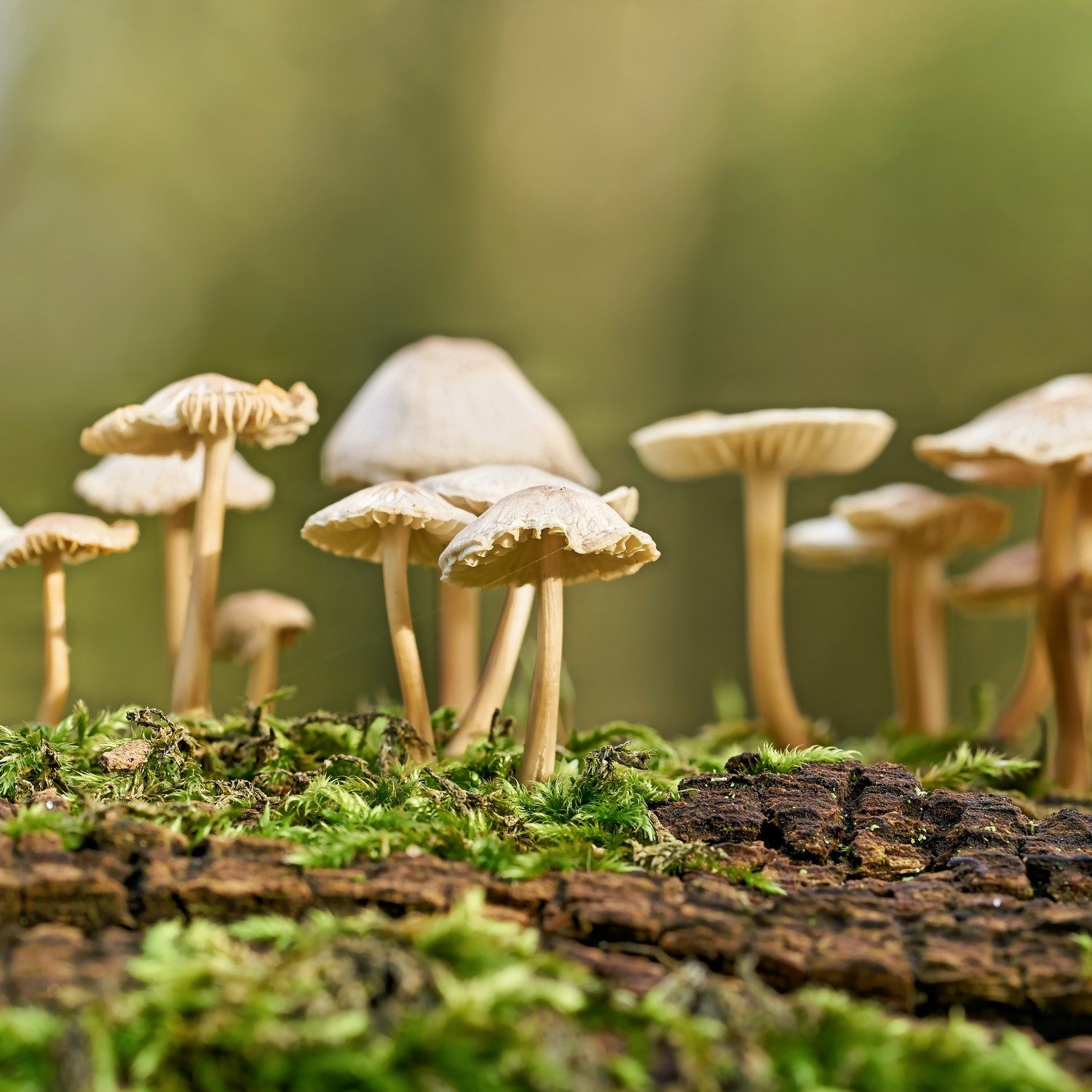 Wallario Möbelfolie Pilze auf Baumstamm